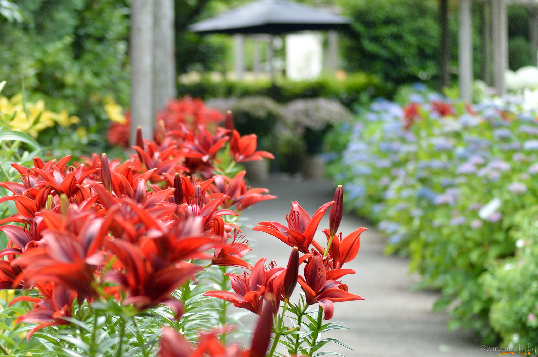 цветы, лилии, , лилейники, petals, lily, лепестки, цветение, bloom