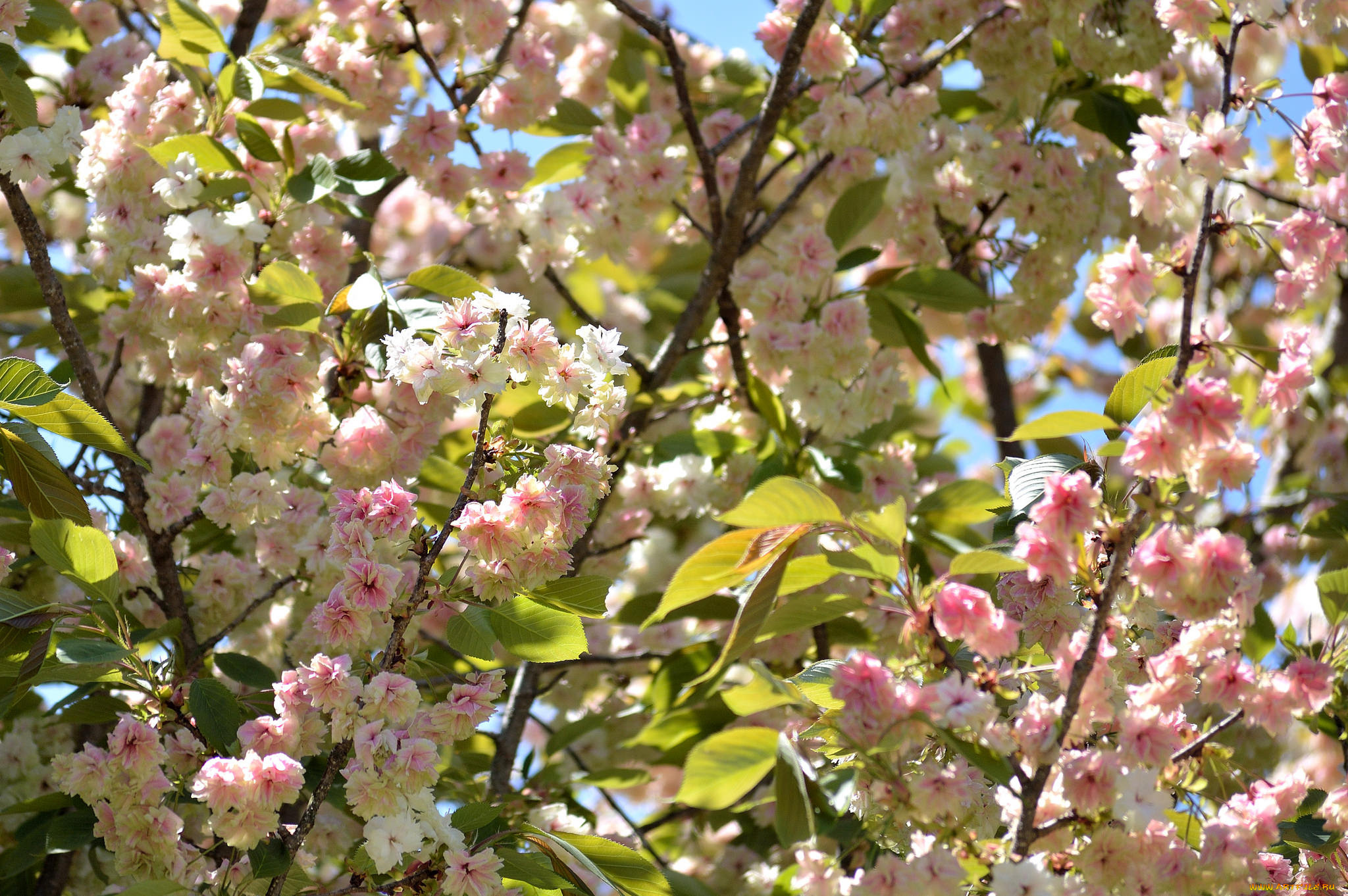 цветы, цветущие, деревья, , , кустарники, цветущая, веточка, цветки, листья, ветка