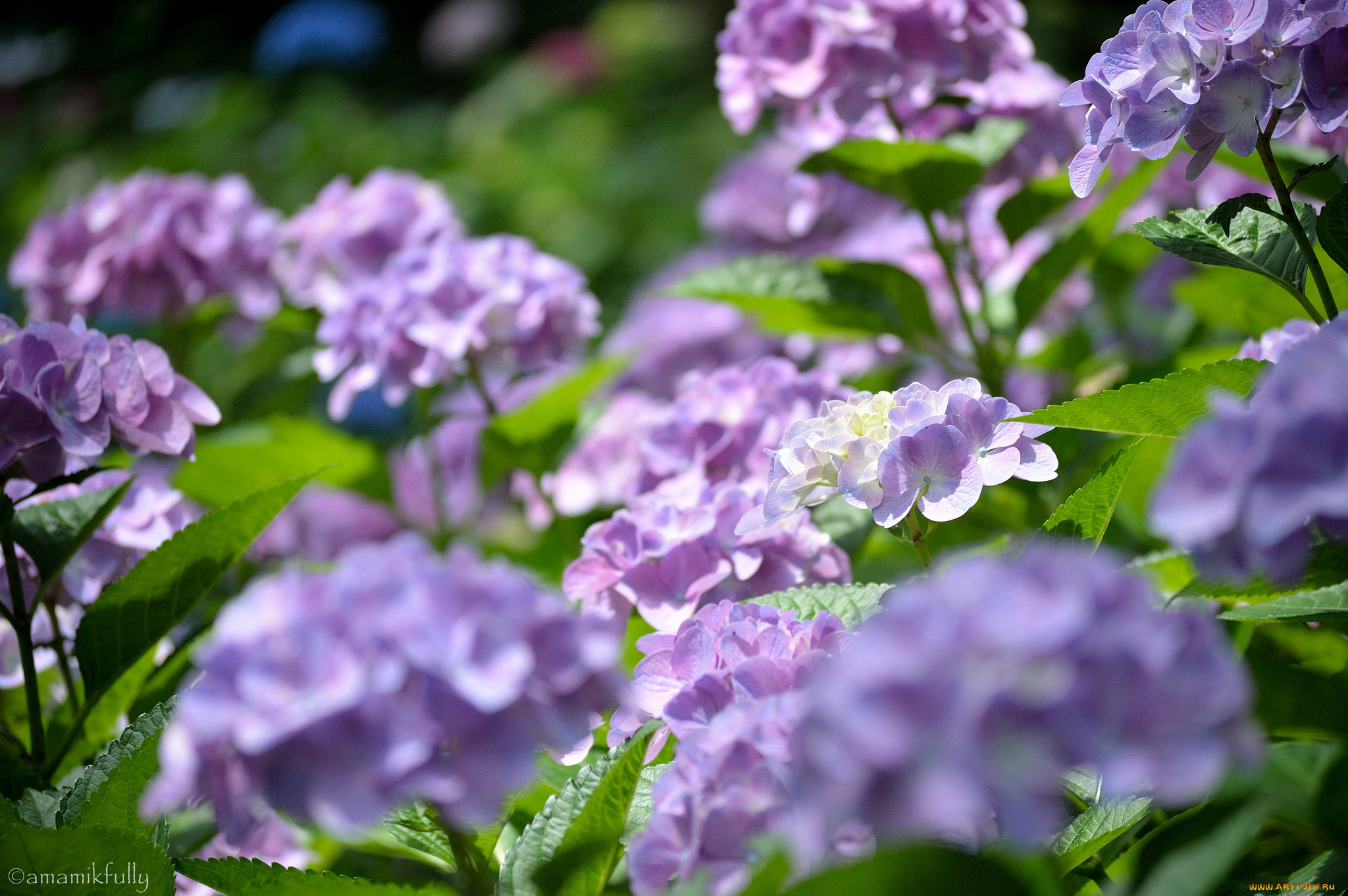 цветы, гортензия, цвет, цветение, куст