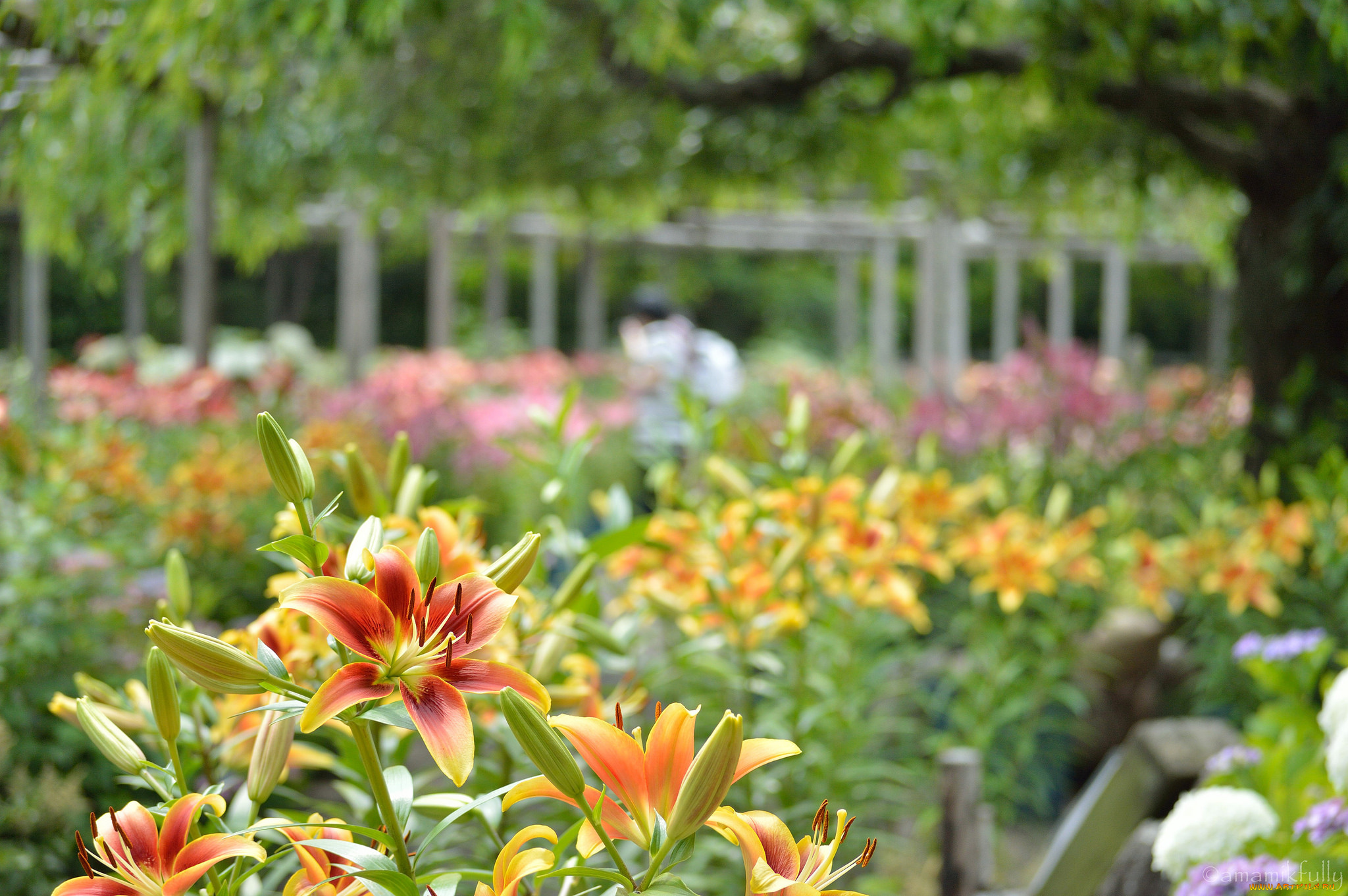 цветы, лилии, , лилейники, bloom, petals, lily, лепестки, цветение