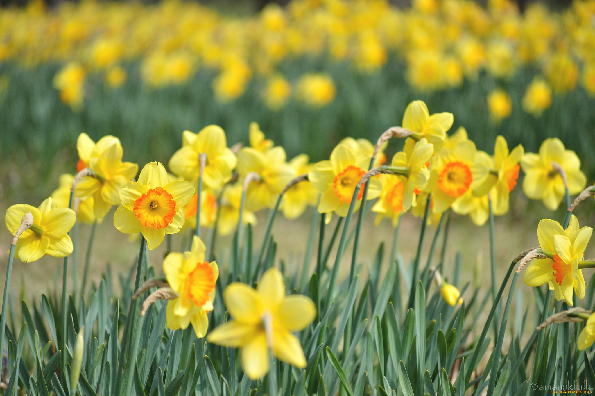 цветы, нарциссы, лепестки, цветение