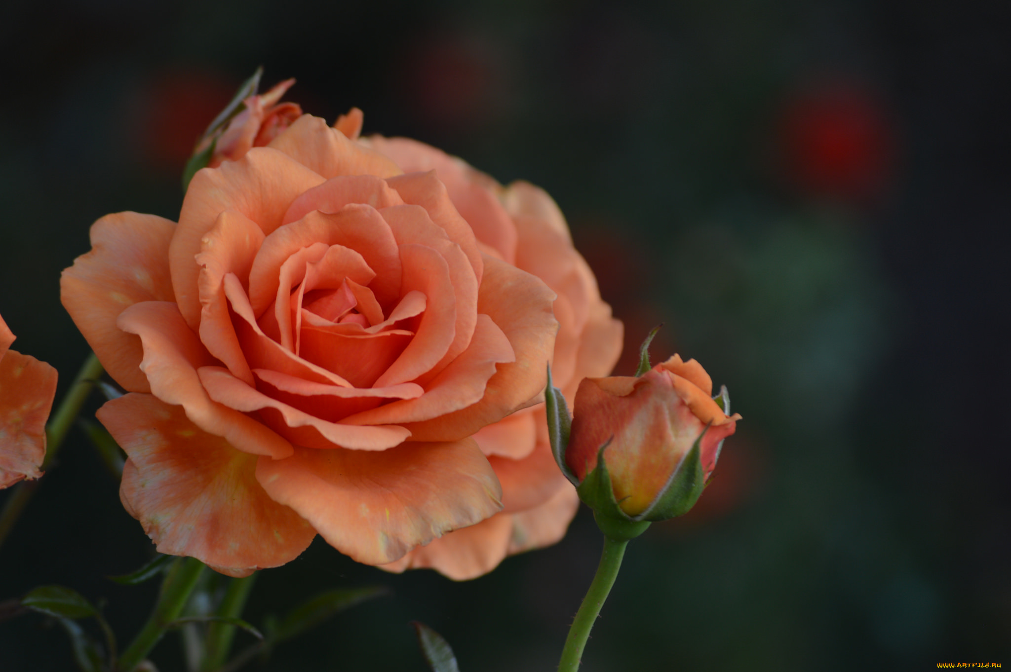 цветы, розы, лепестки, blossoms, бутон, роза, leaves, petals, bud, rose, цветение, листья