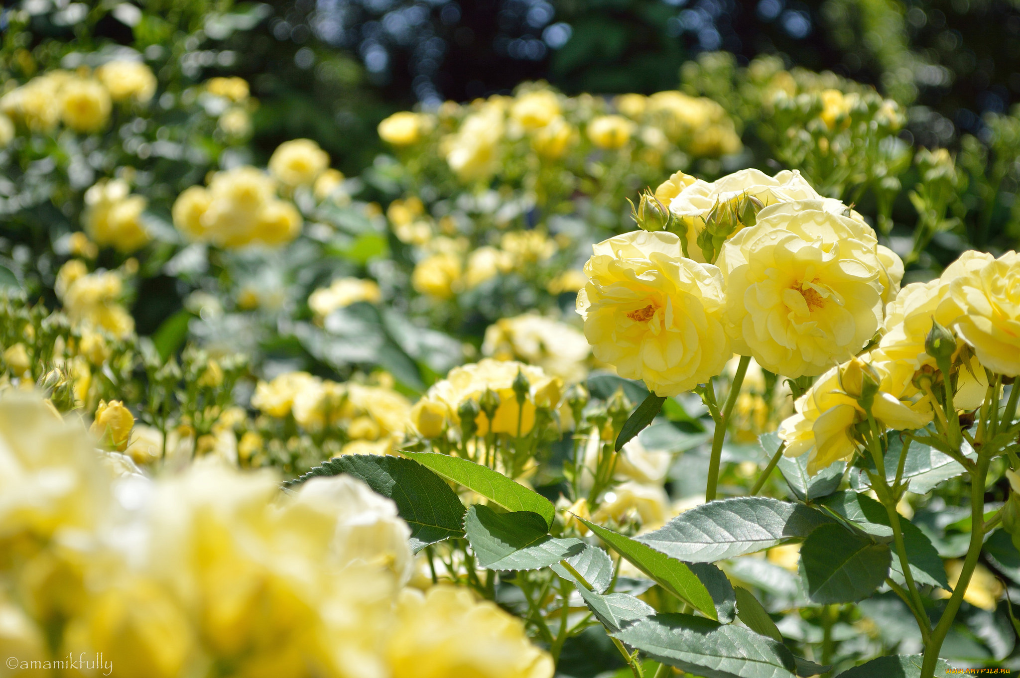 цветы, розы, лепестки, bud, petals, leaves, blossoms, бутон, rose, цветение, роза, листья
