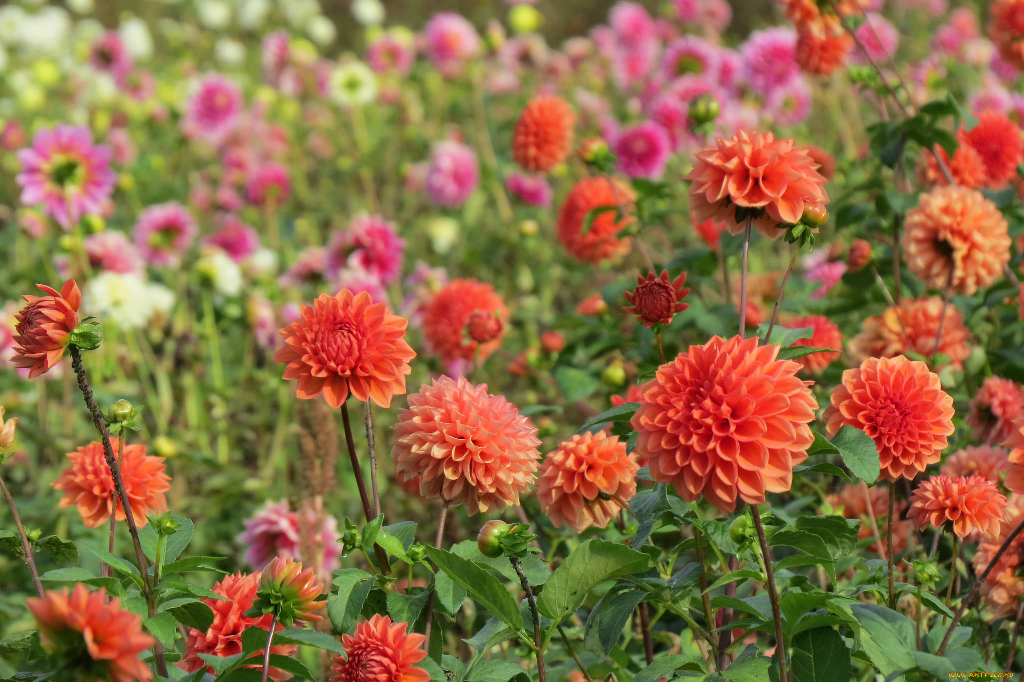 цветы, георгины