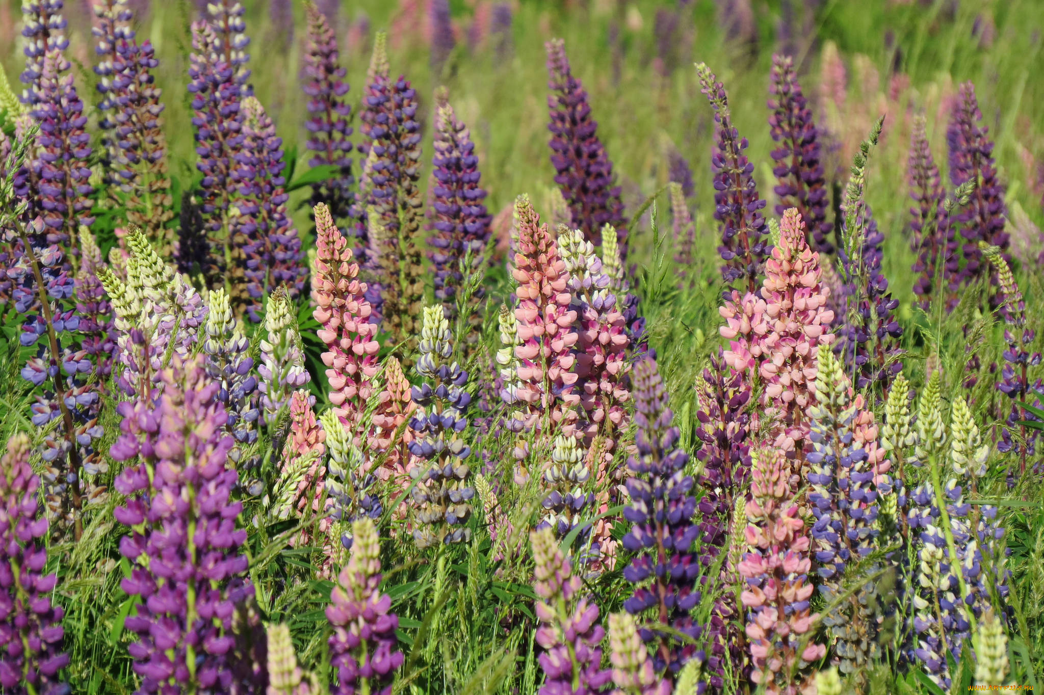 цветы, люпин