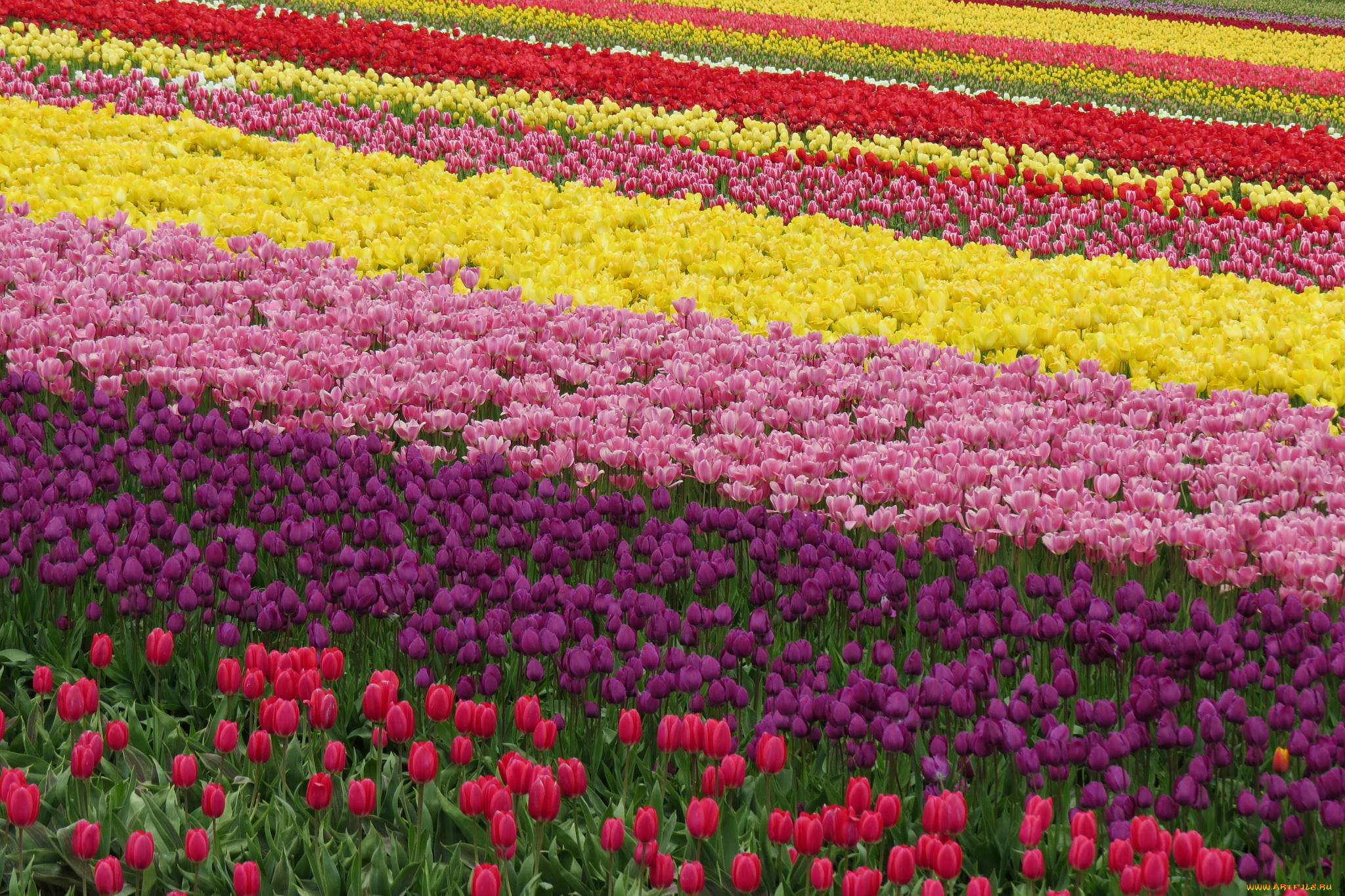 цветы, тюльпаны