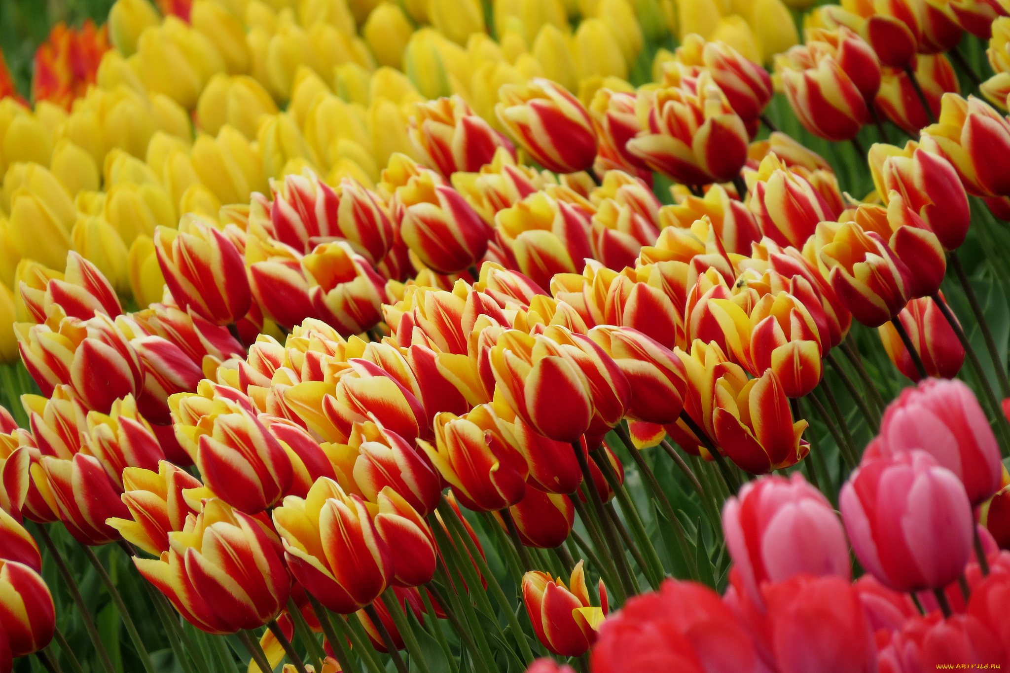 цветы, тюльпаны