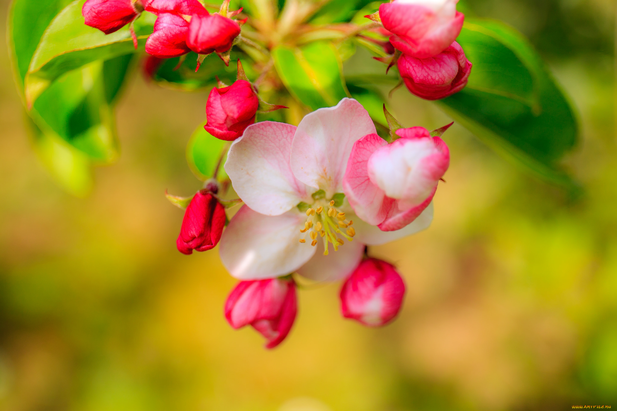 цветы, цветущие, деревья, , , кустарники, ветка, цветущая, веточка, листья, цветки
