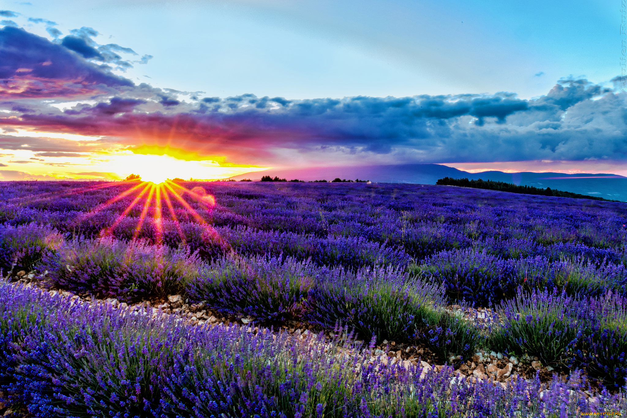 цветы, лаванда, много, банты, букеты, пучки