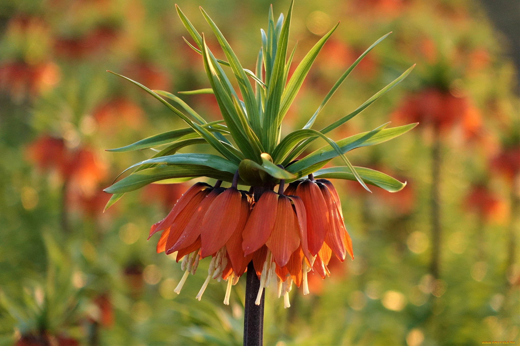 цветы, лилии, , лилейники, цветение, лилейник, цвет