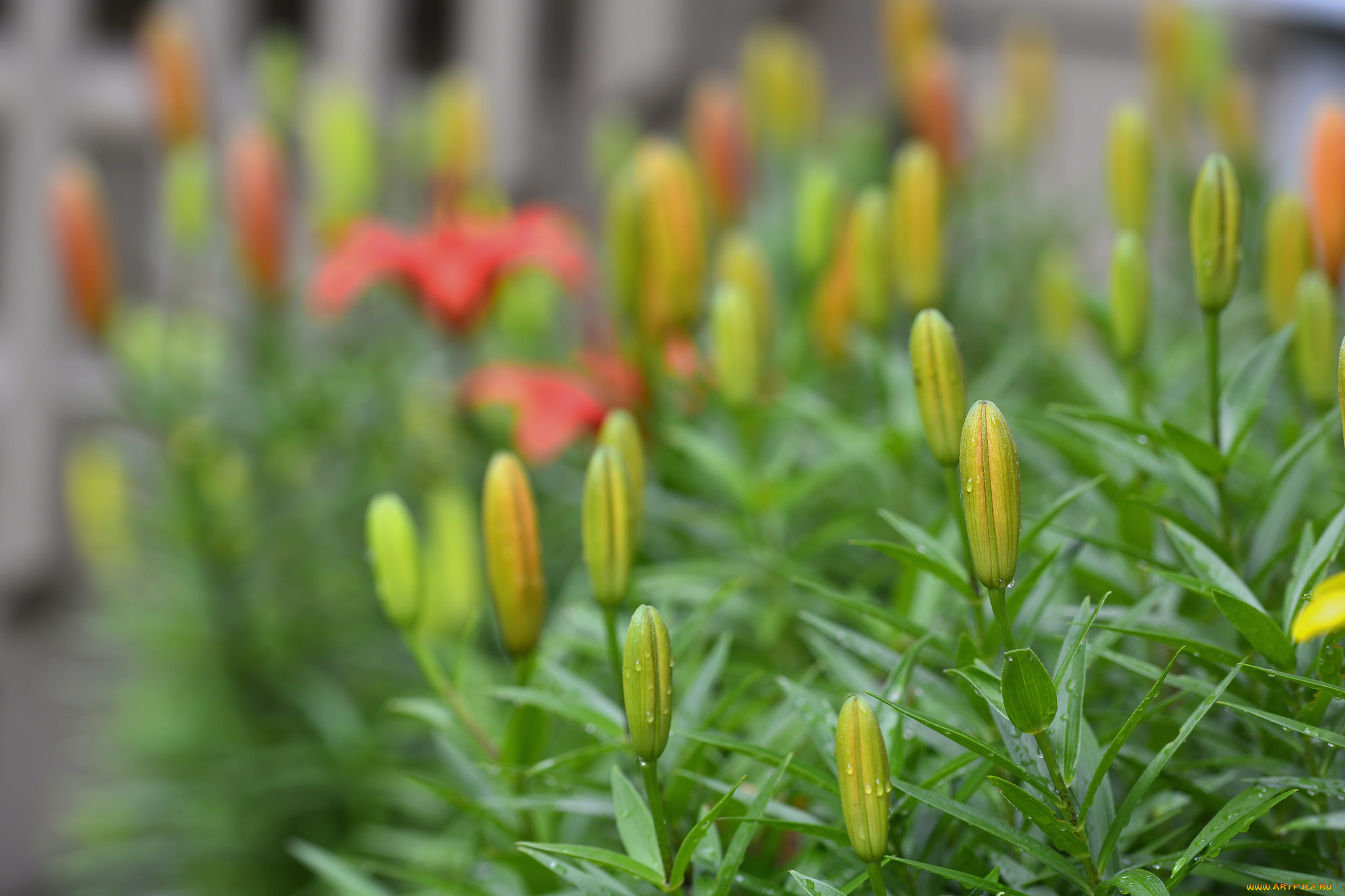 цветы, лилии, , лилейники, petals, лепестки, цветение, bloom, lily