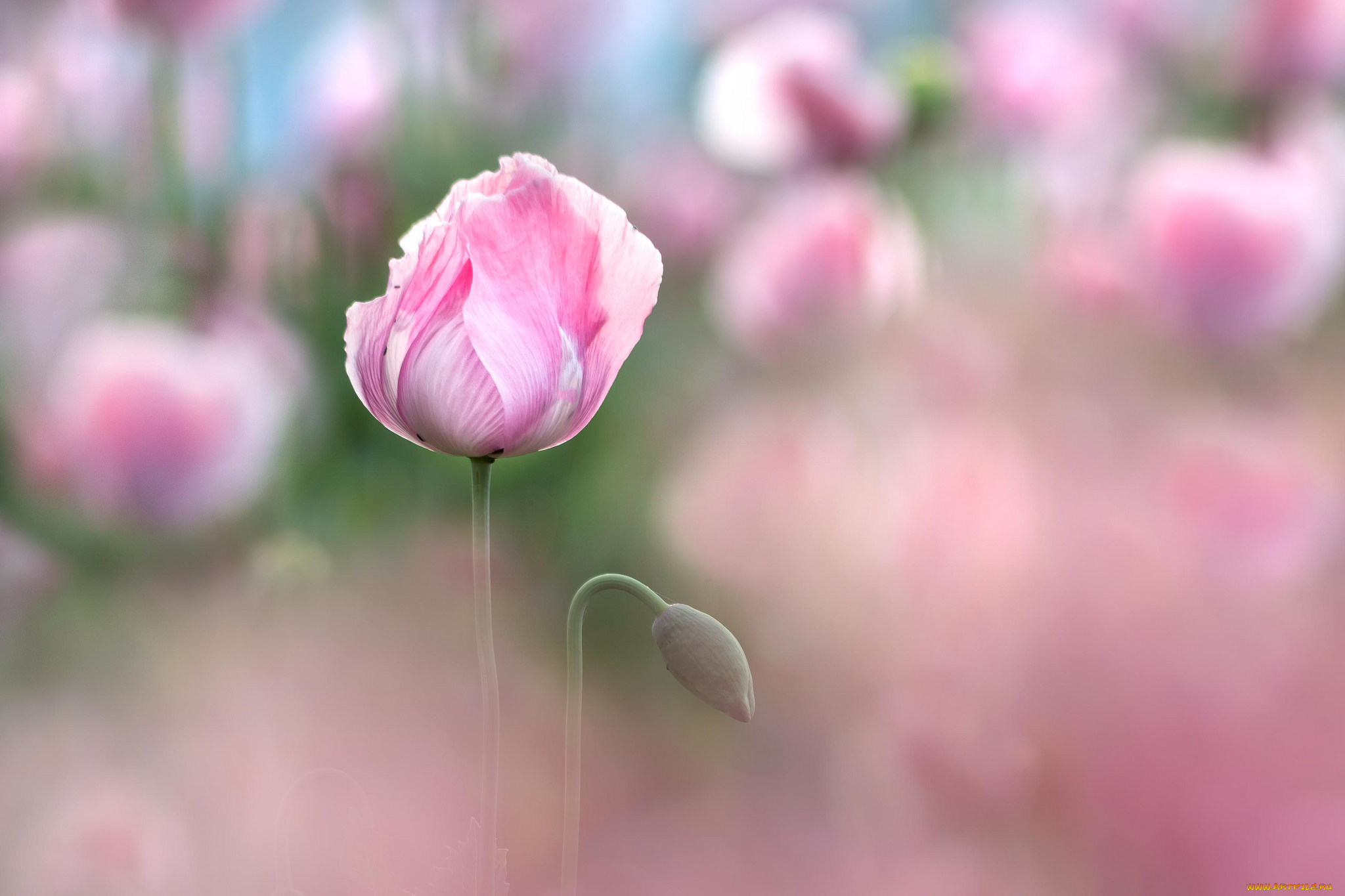 цветы, маки, мак, цветение