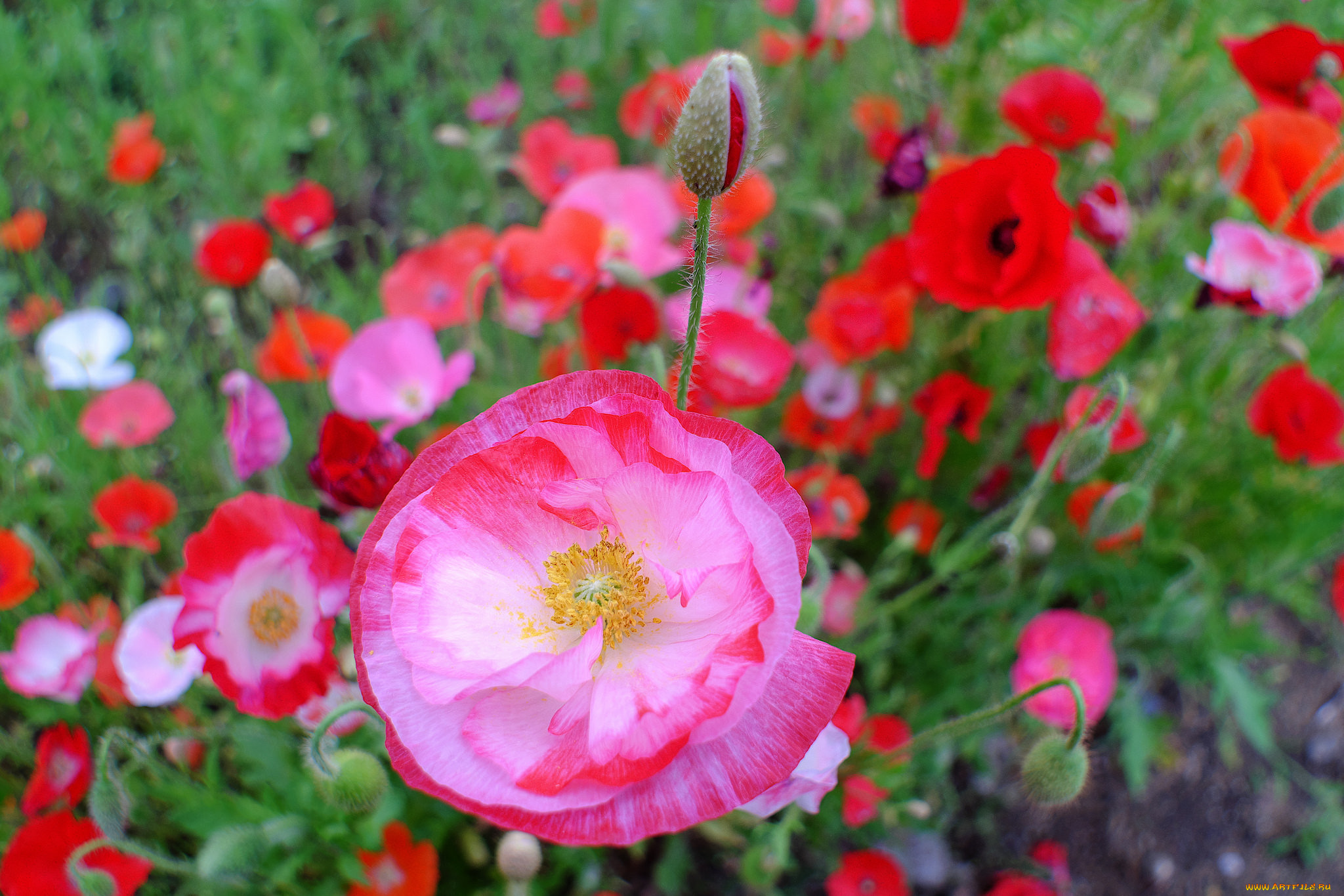 цветы, маки, мак, цветение