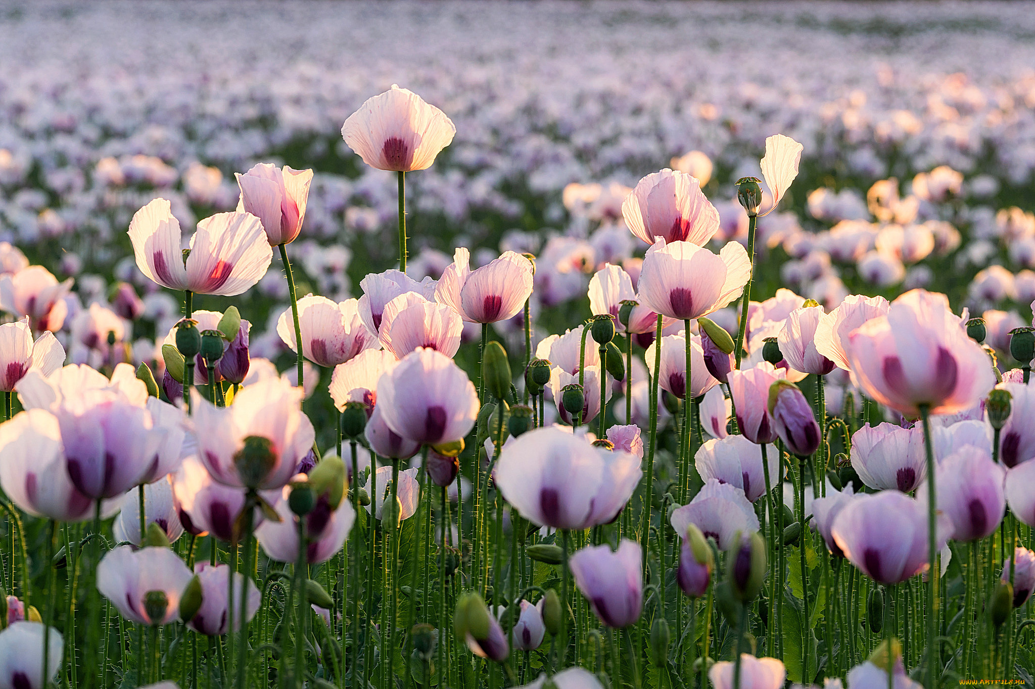 цветы, маки, поле, природа, луг, лепестки, мак