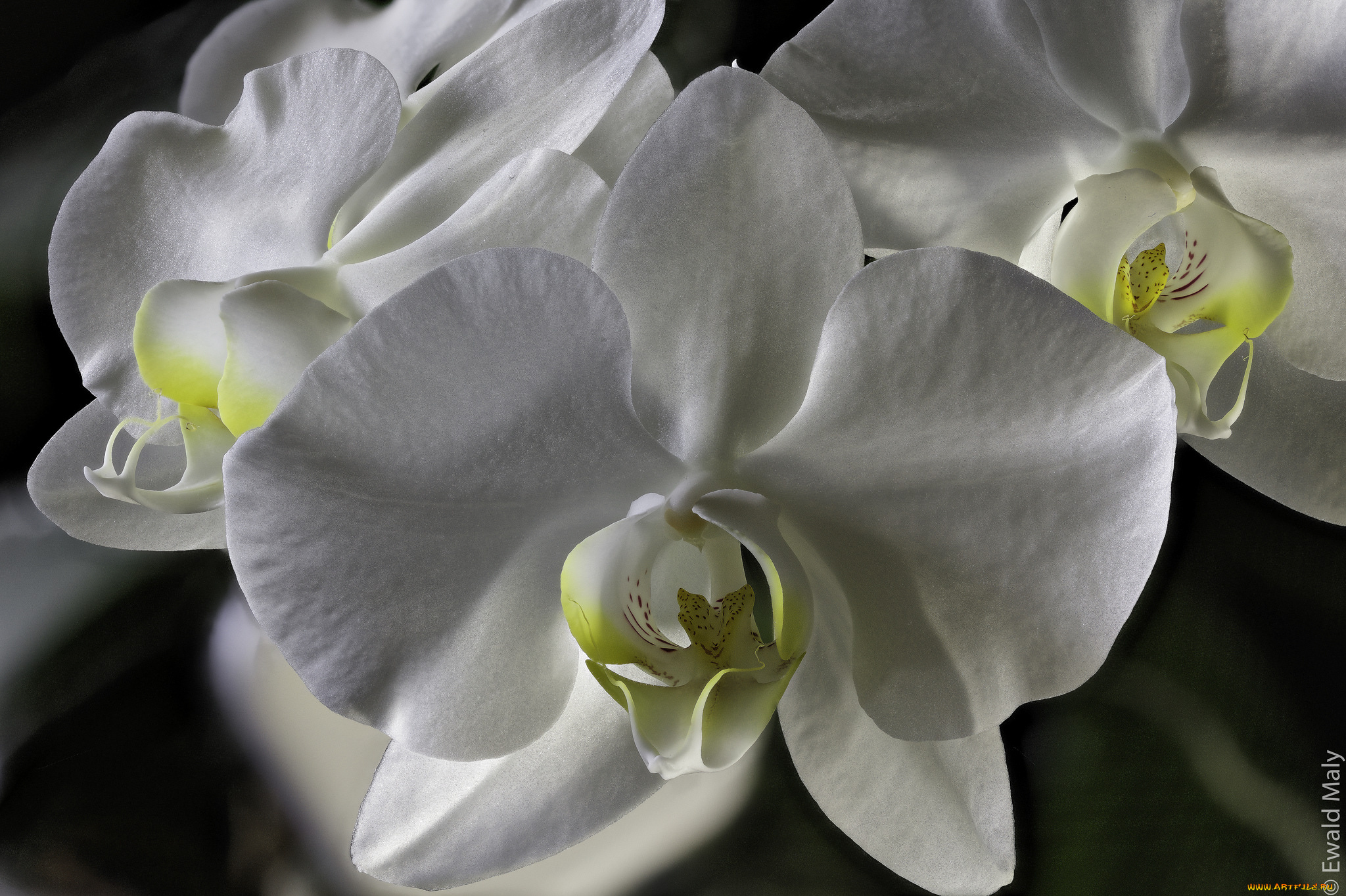 цветы, орхидеи, цветение, лепестки, яркая, орхидея