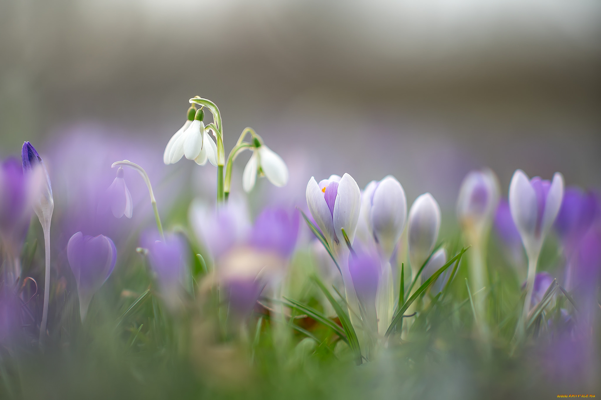 цветы, разные, вместе, весна, цветение, ландыши, крокусы