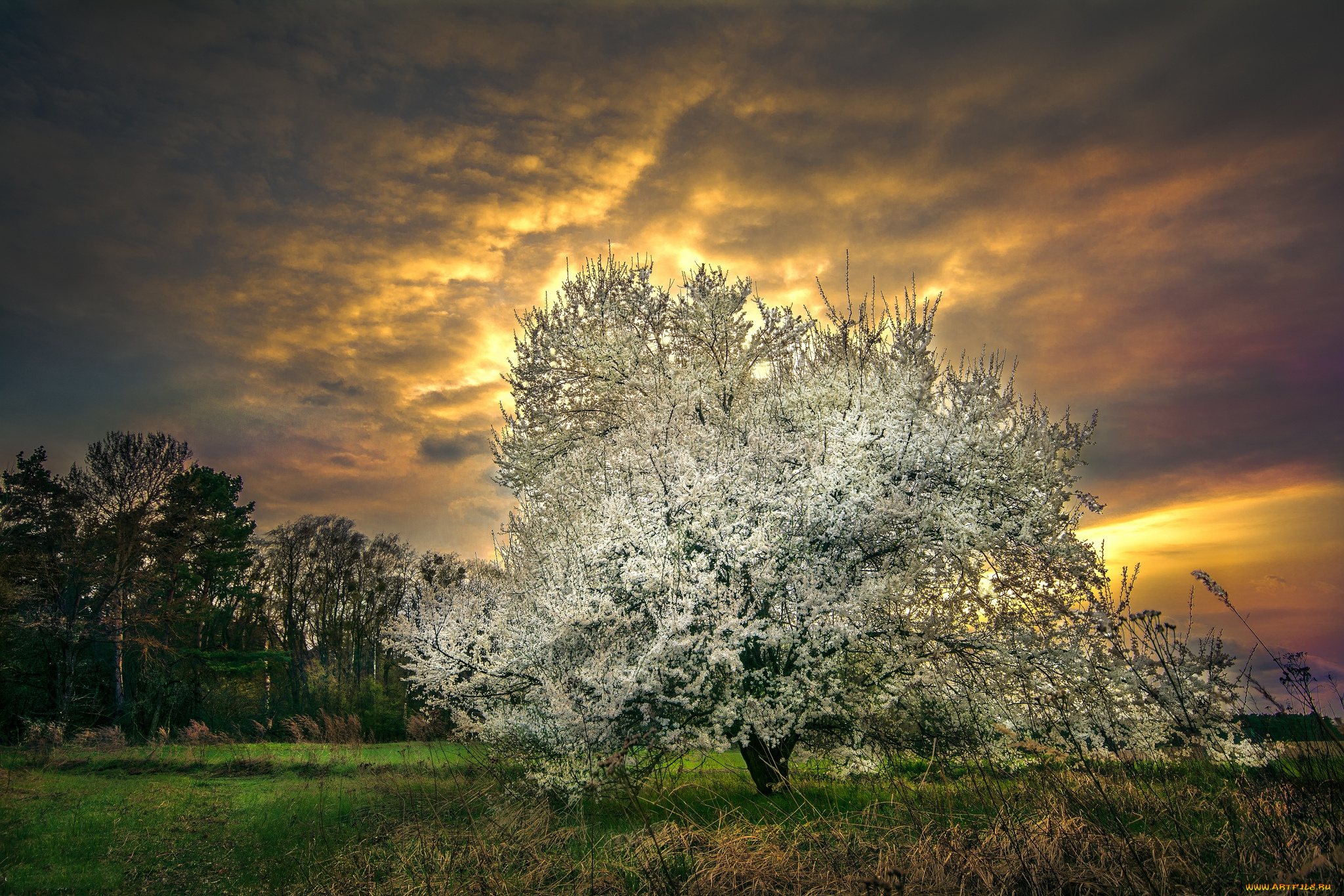 природа, деревья, простор