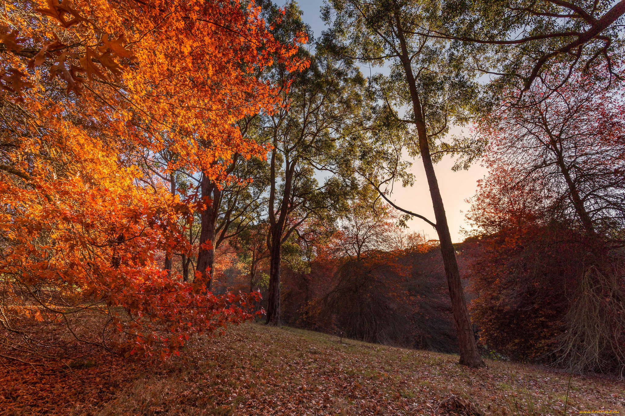 природа, пейзажи, осень