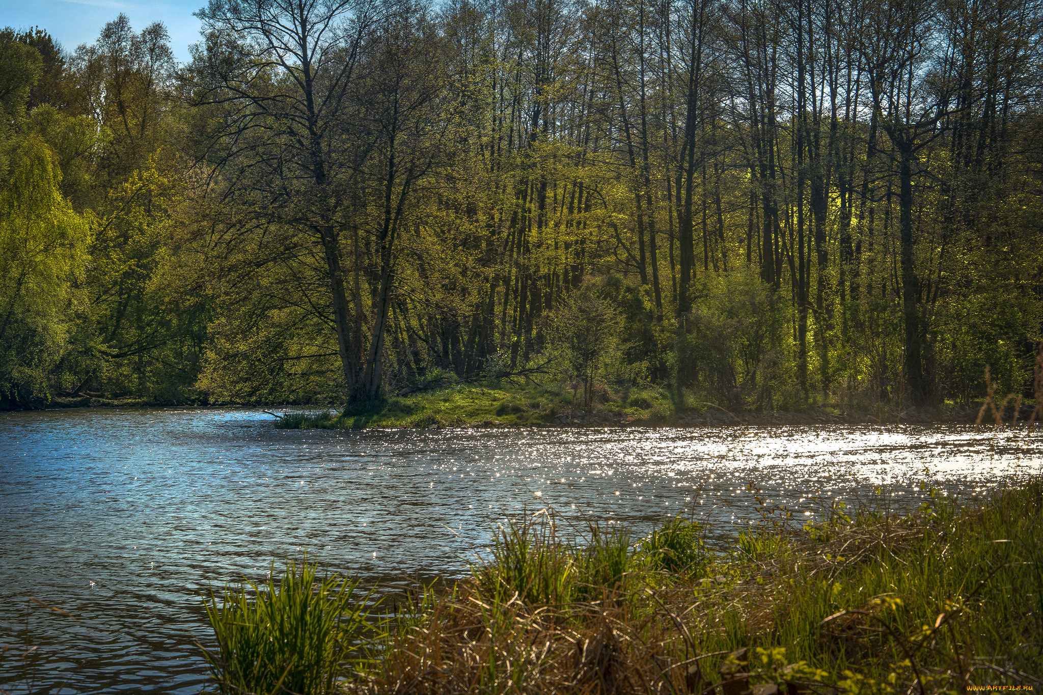 природа, реки, озера, лес, река