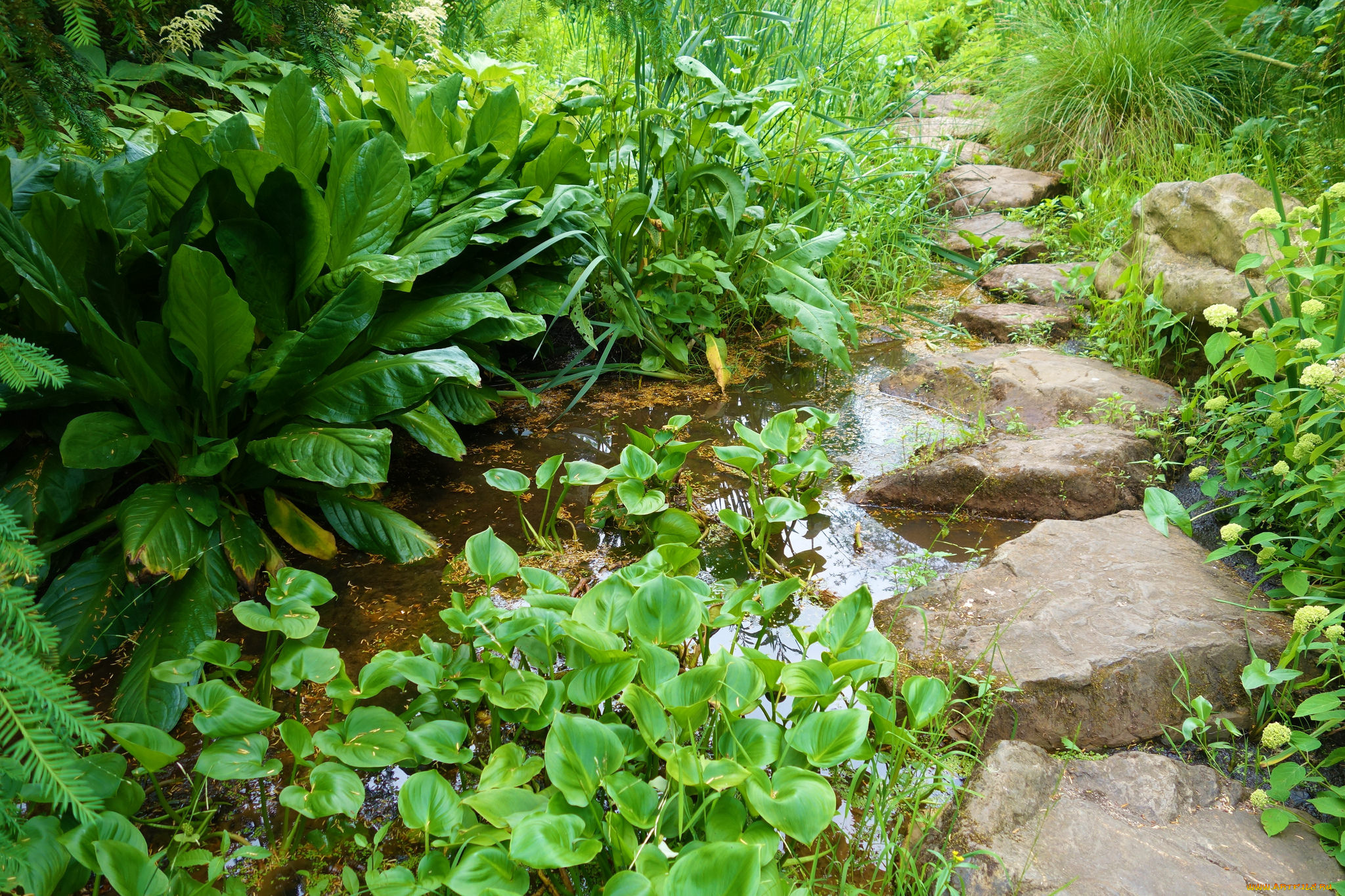 природа, реки, озера, ручей