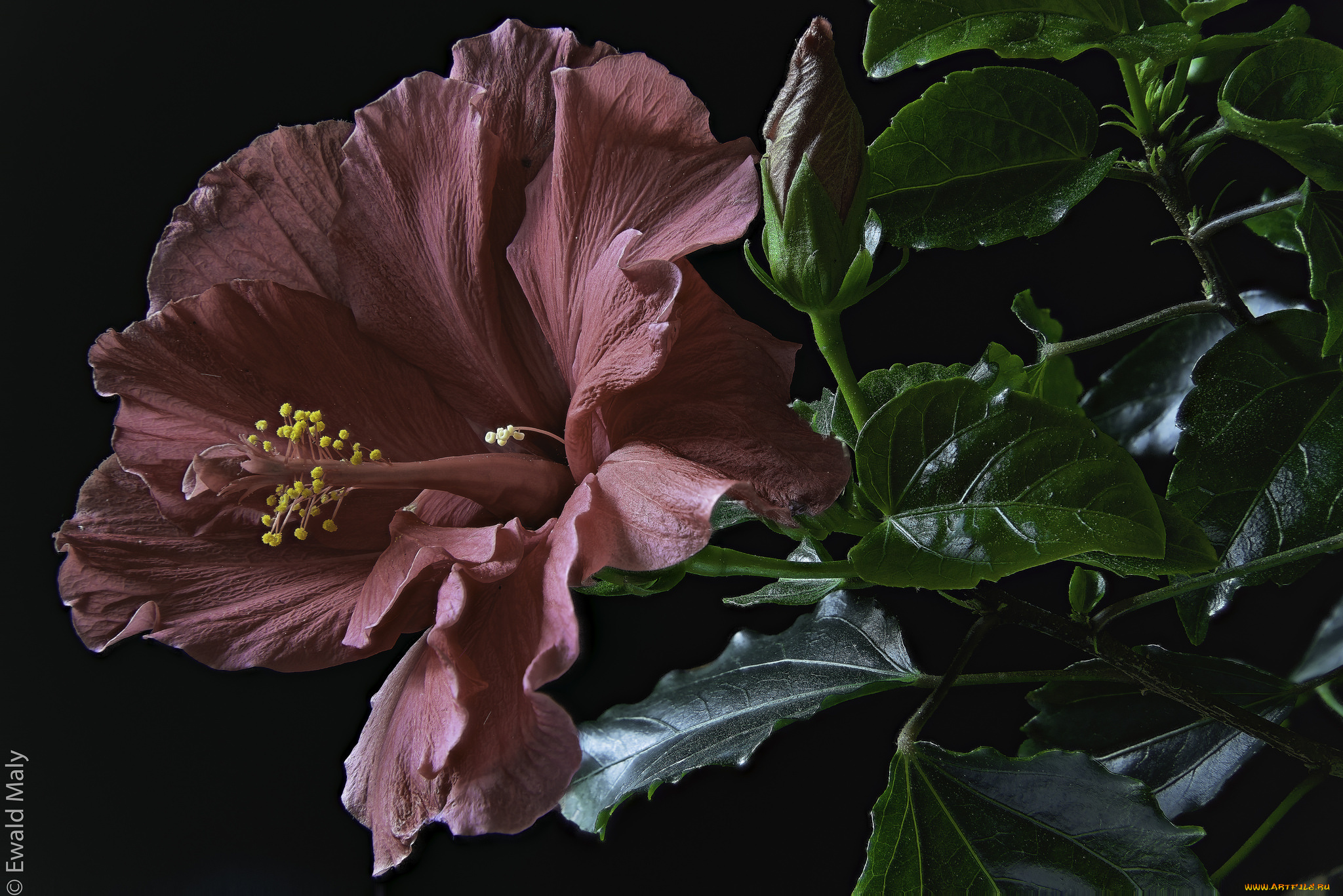 цветы, гибискусы, листики, гибискус, тычинки, цветение, ярко, лепестки