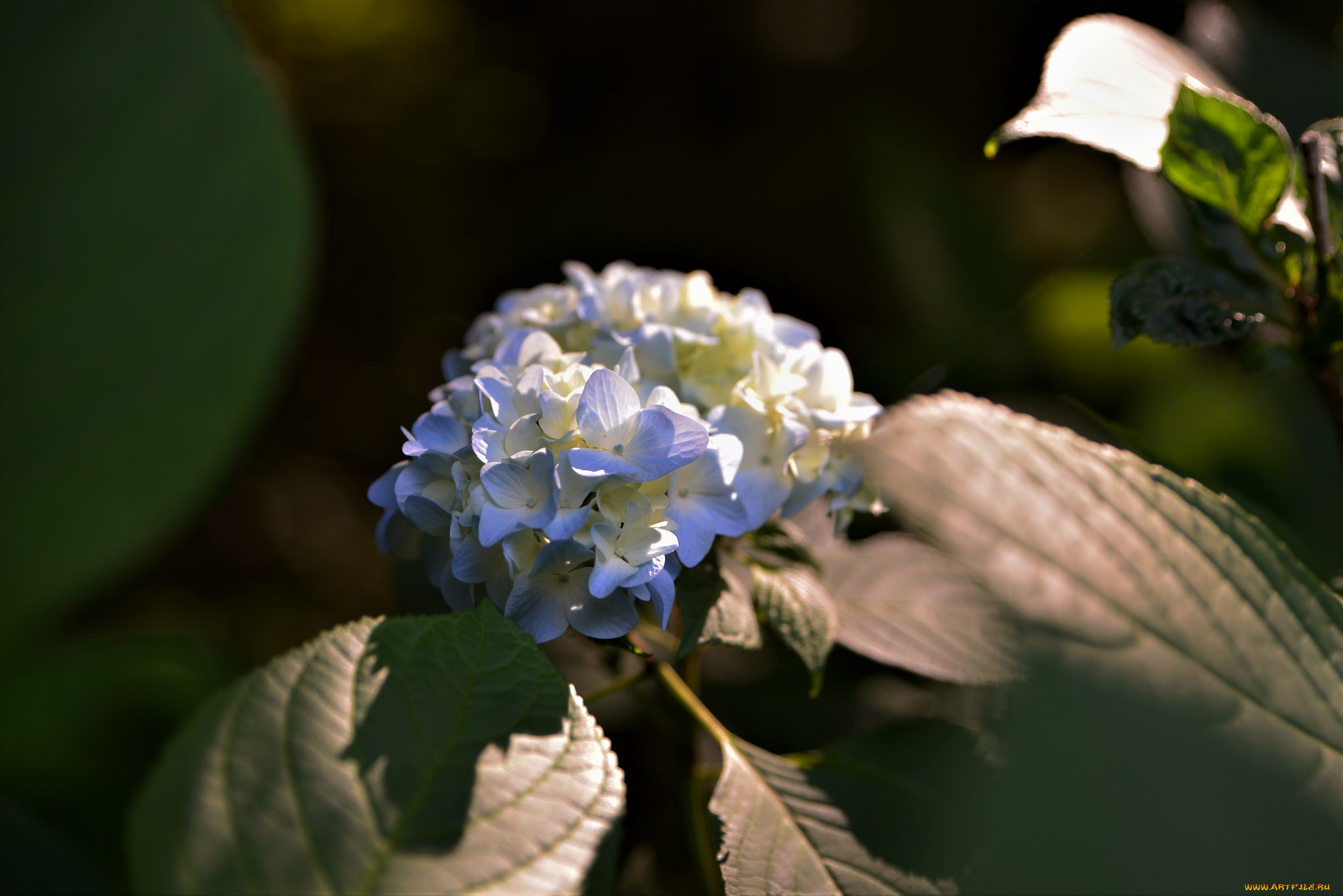 цветы, гортензия, цветение, листья, белая