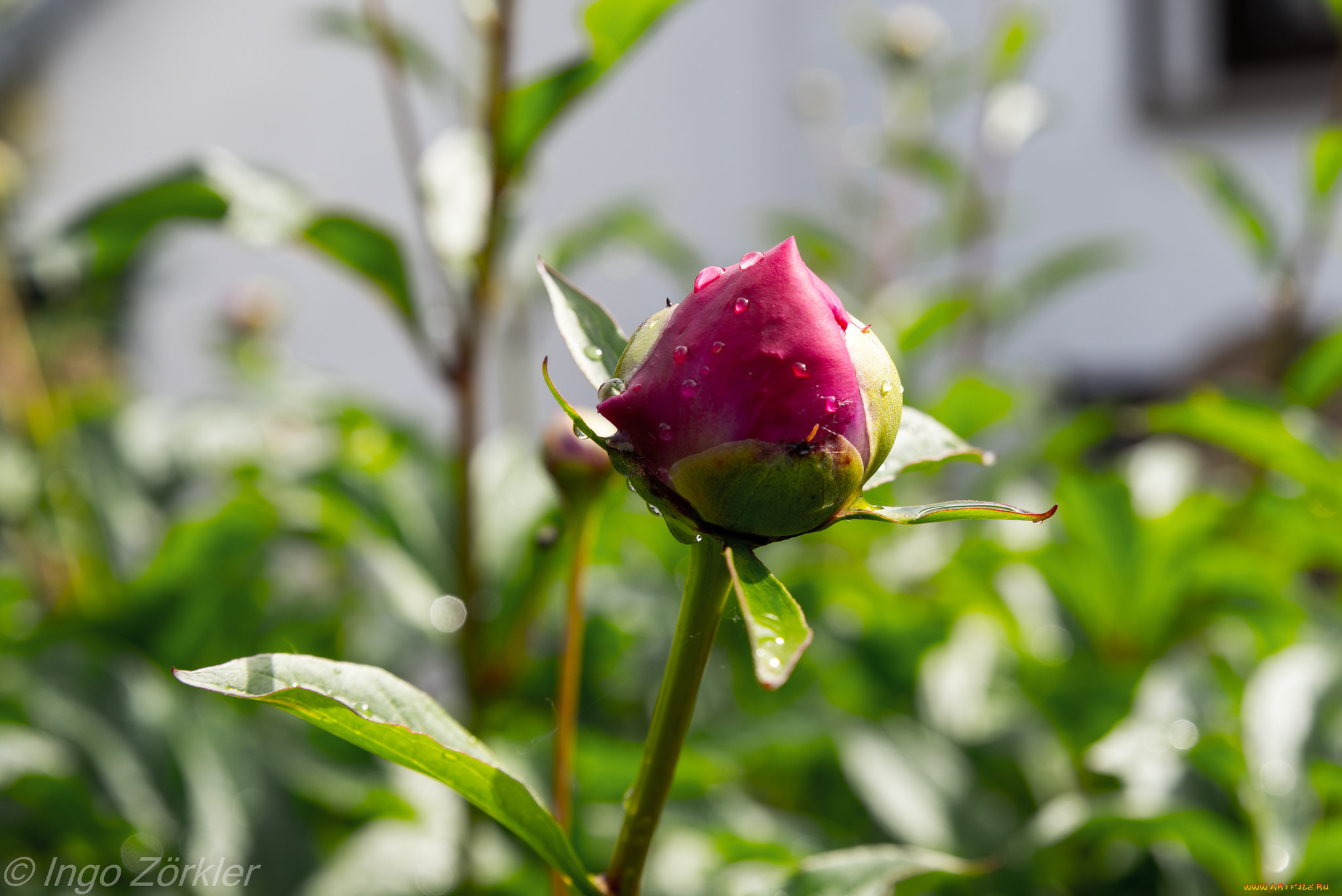 цветы, пионы, листья, лепестки, бутон, пион, цветение