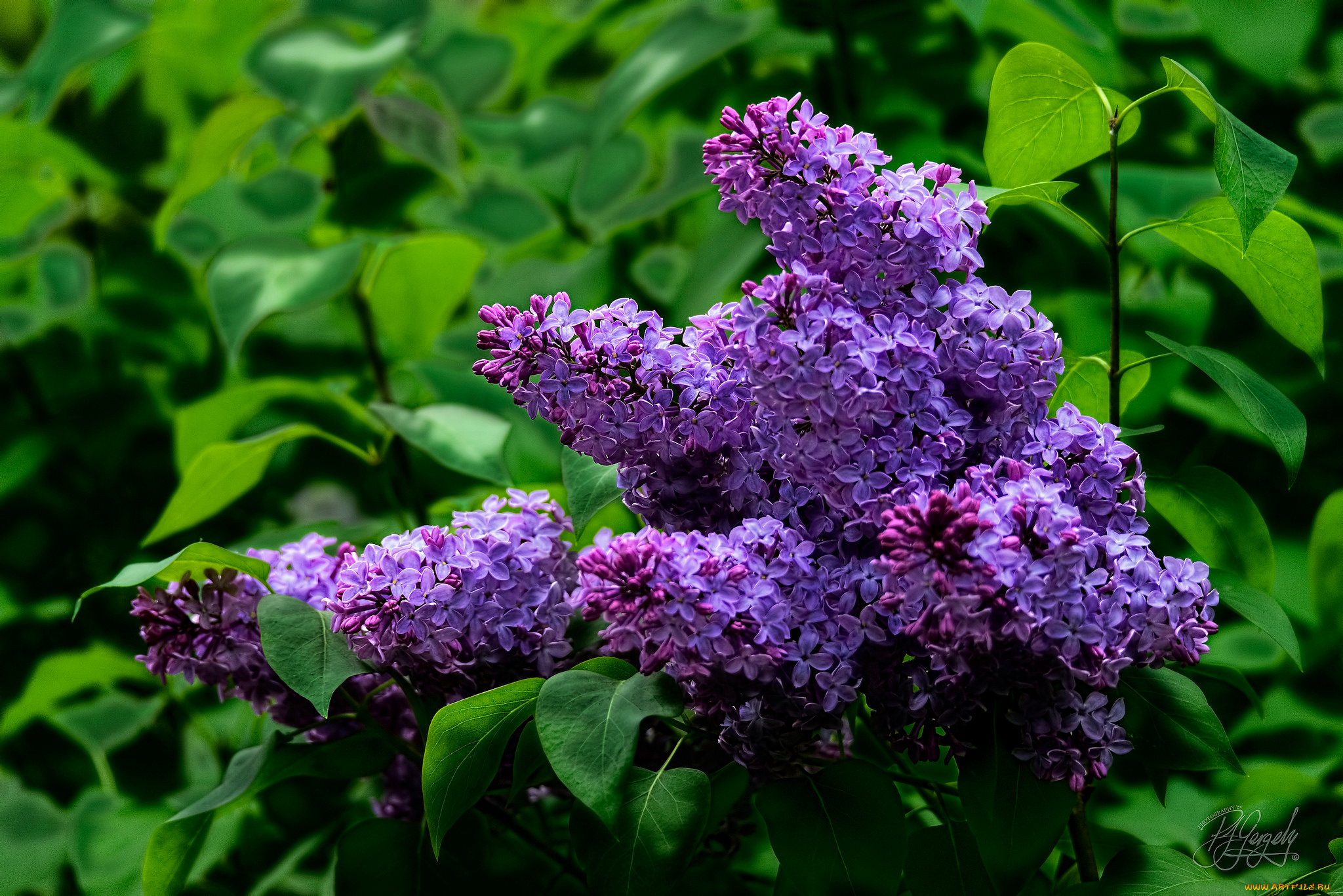 цветы, сирень, лепестки, цветение, сиреневые