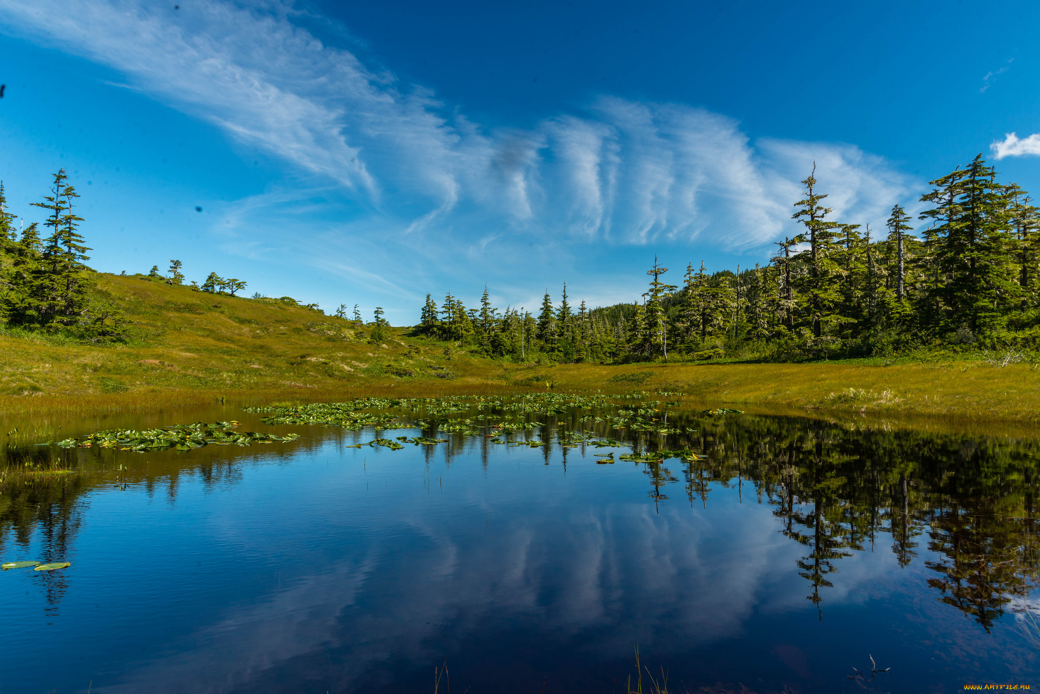 природа, реки, озера, река, лес