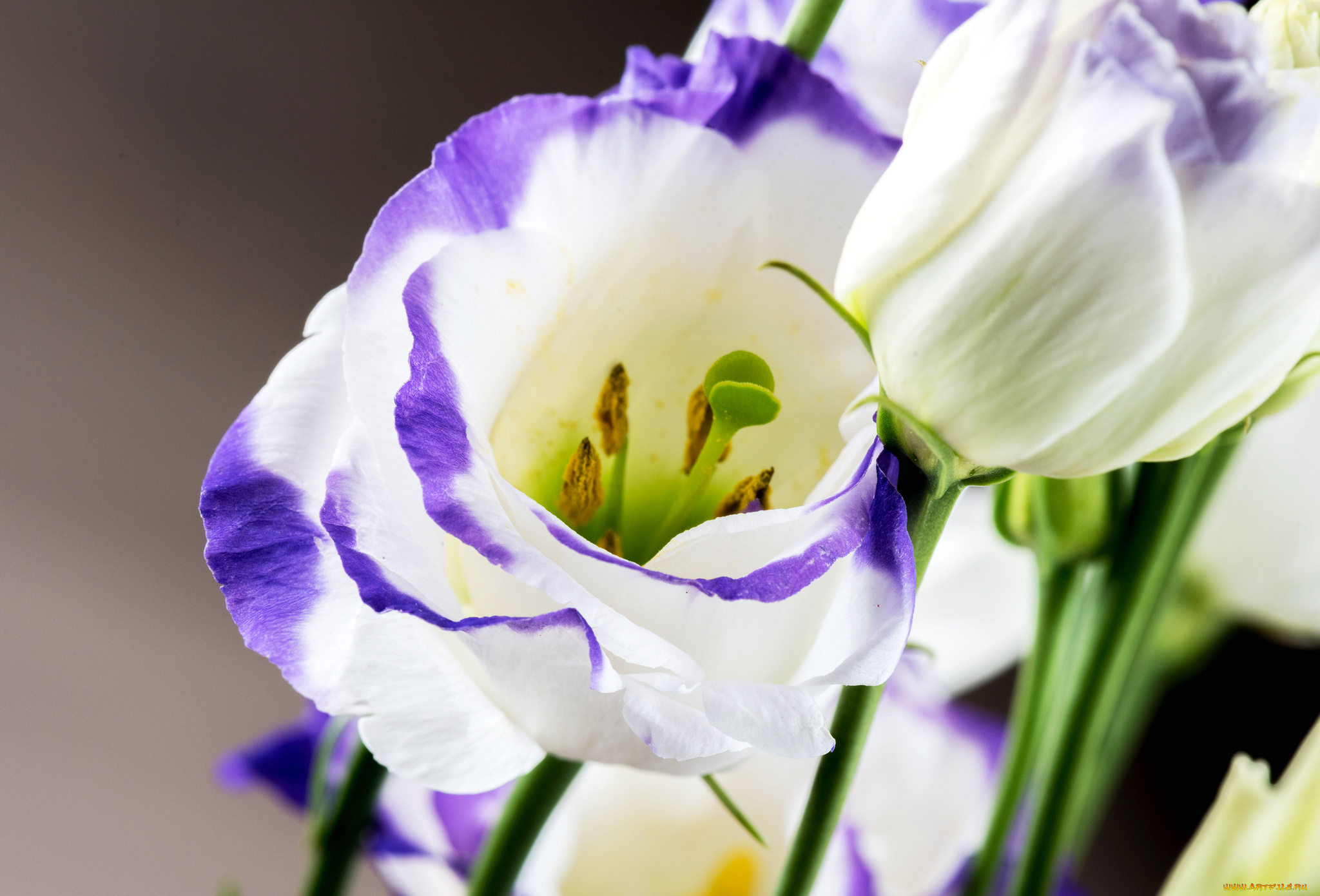 цветы, эустома, цветение, цвет