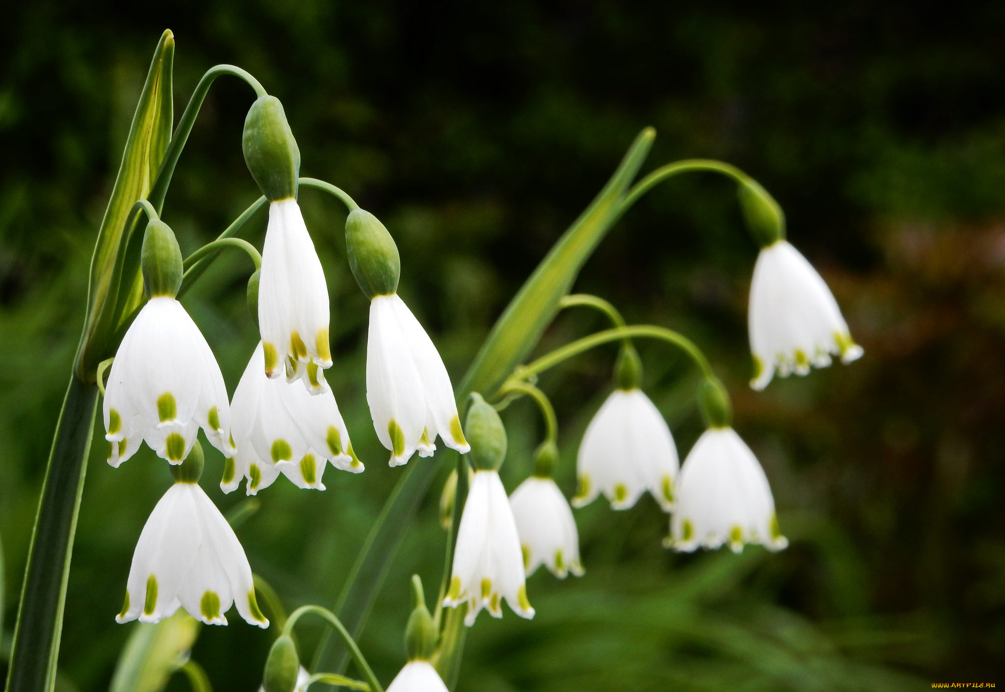 подснежники, цветы, ландыши, цветение