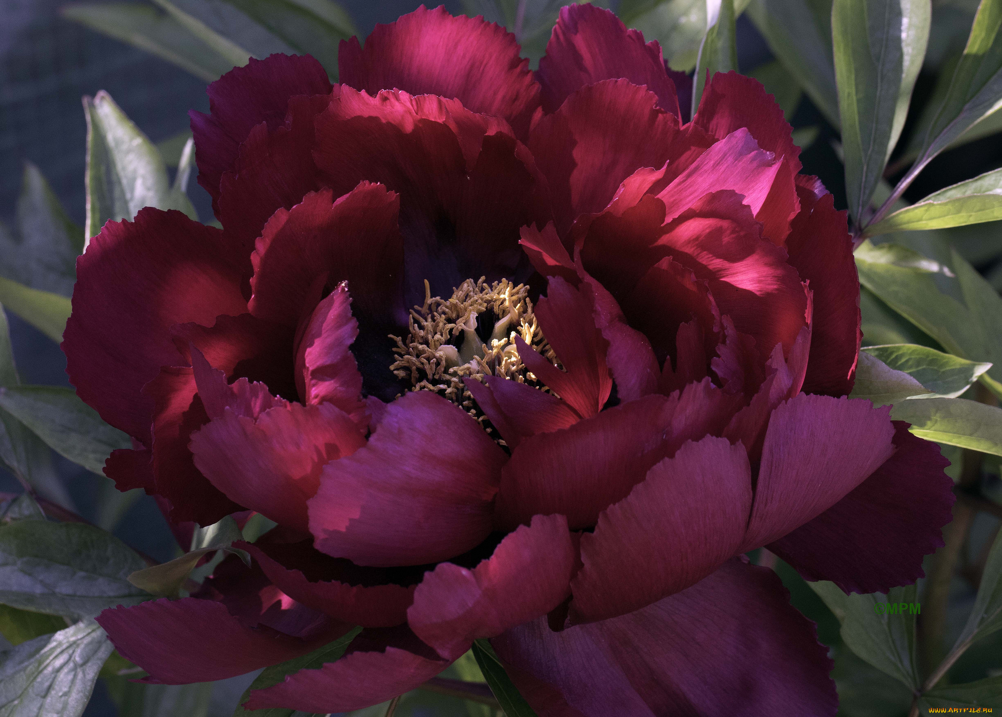 цветы, пионы, пион, бутон, лепестки, листья, цветение