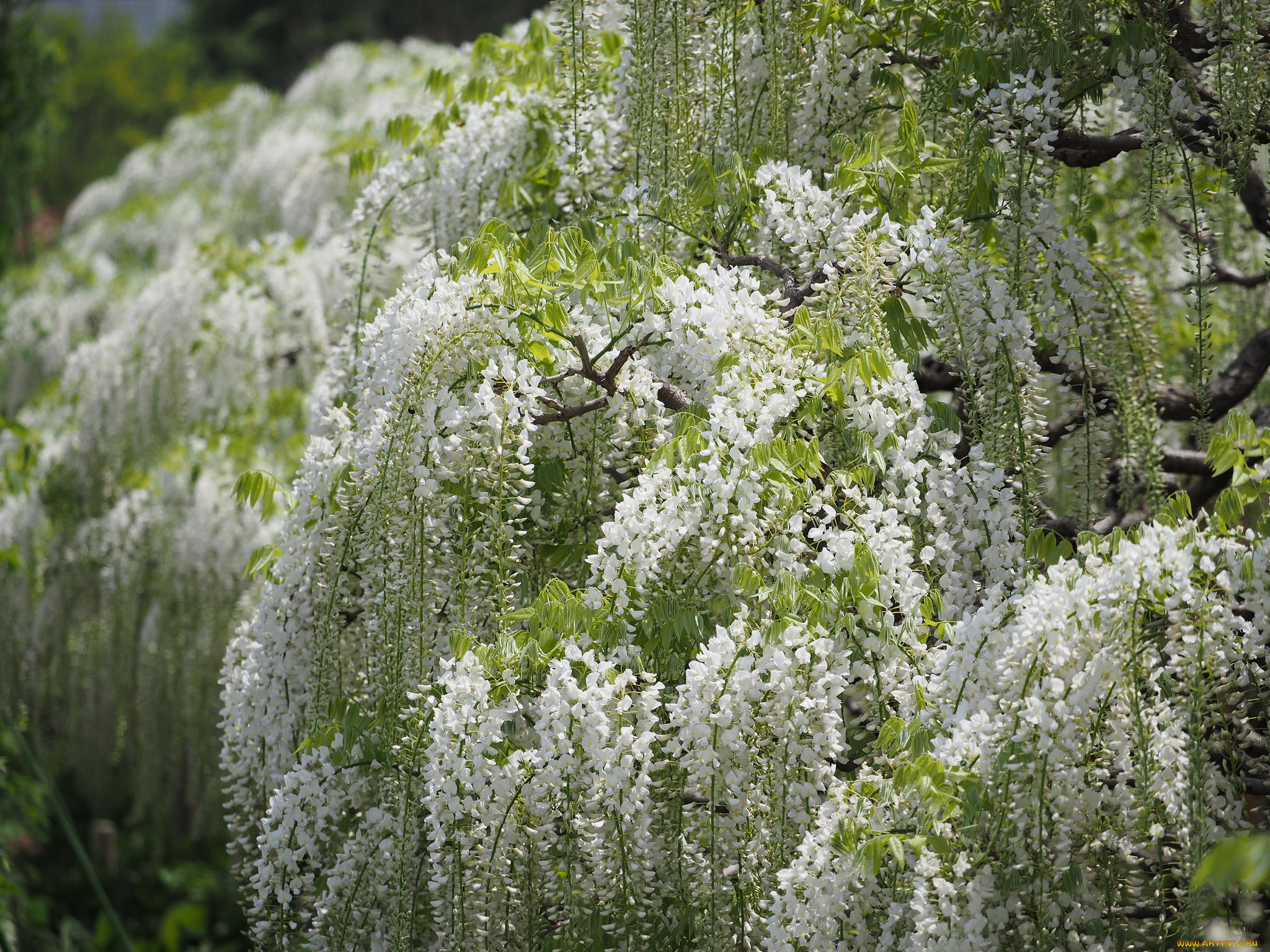 цветы, глициния, цветение