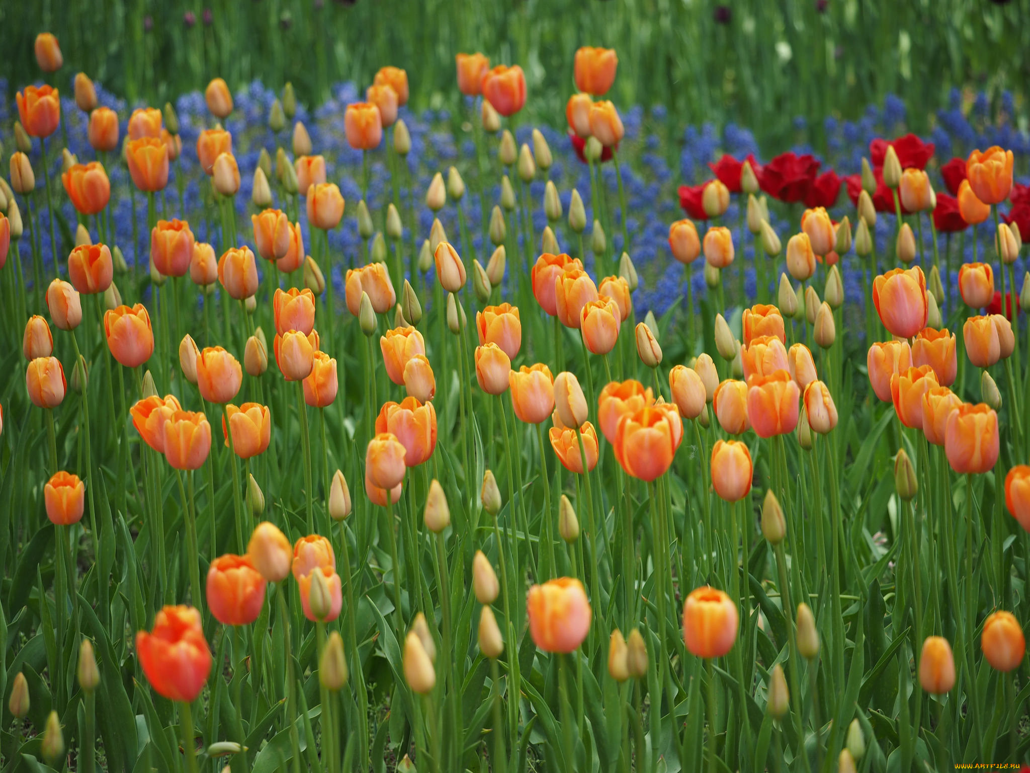 цветы, тюльпаны, цветение, лепестки, бутоны, капли