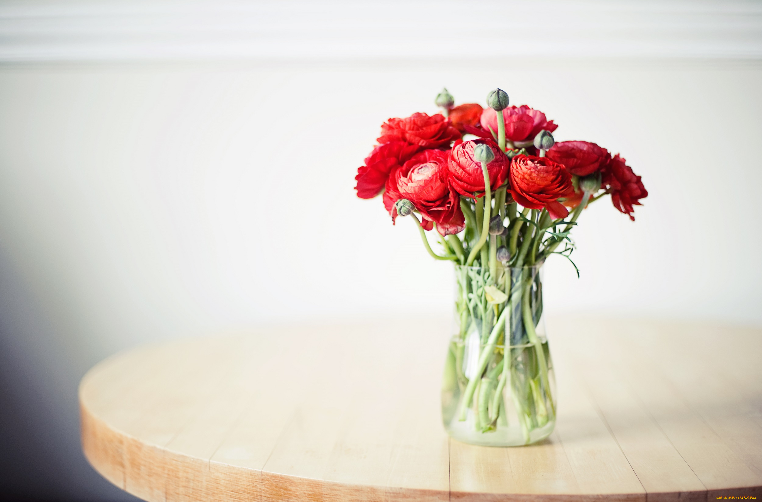 цветы, ранункулюс, , азиатский, лютик, ранункулюс, азиатский, лютик, букет, бутоны, ранункулюсы