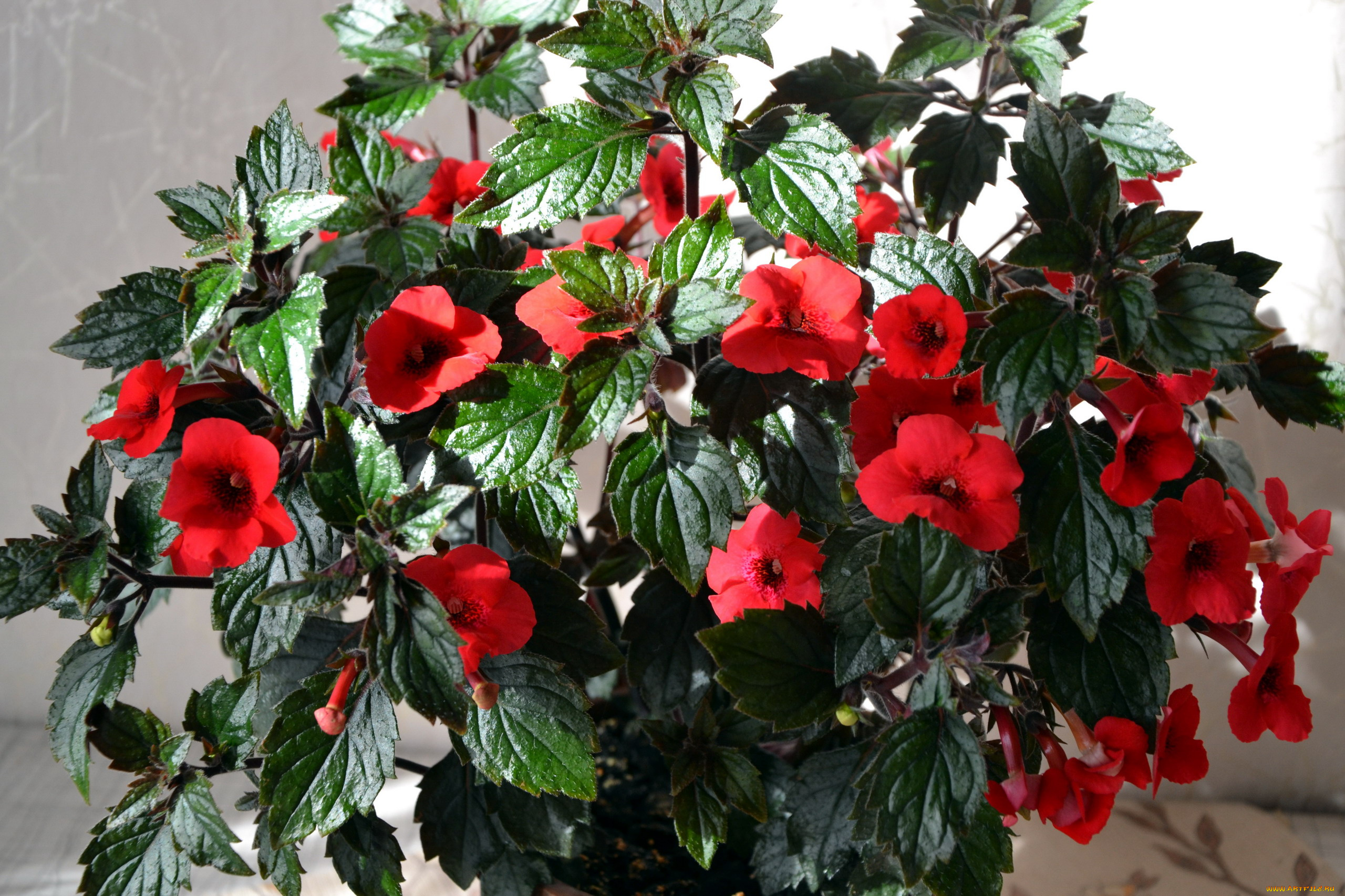 ахименес, цветы