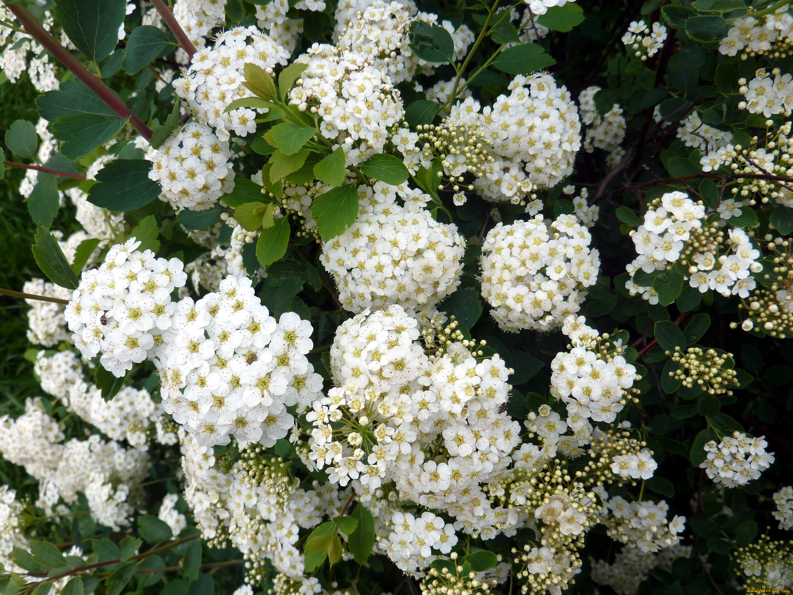 снежноягодник, цветы, цветущие, деревья, , , кустарники