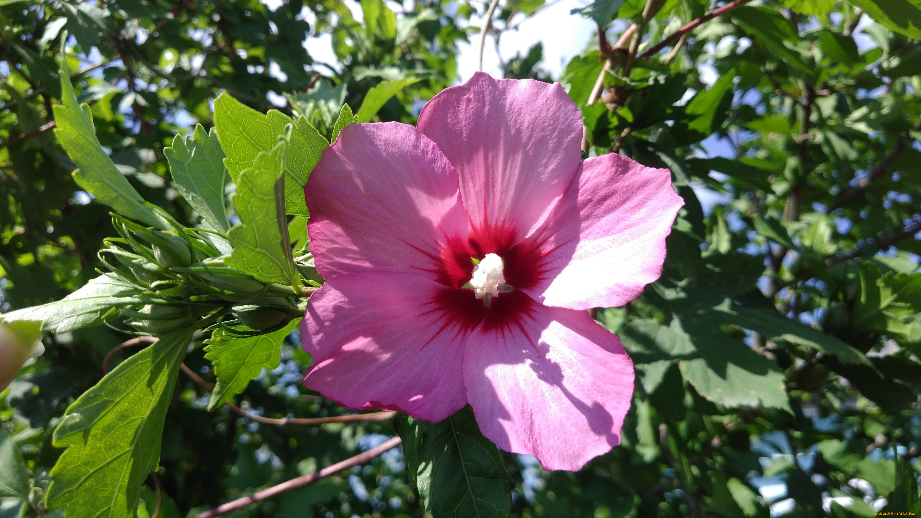 цветы, цветущие, деревья, , , кустарники, розовый