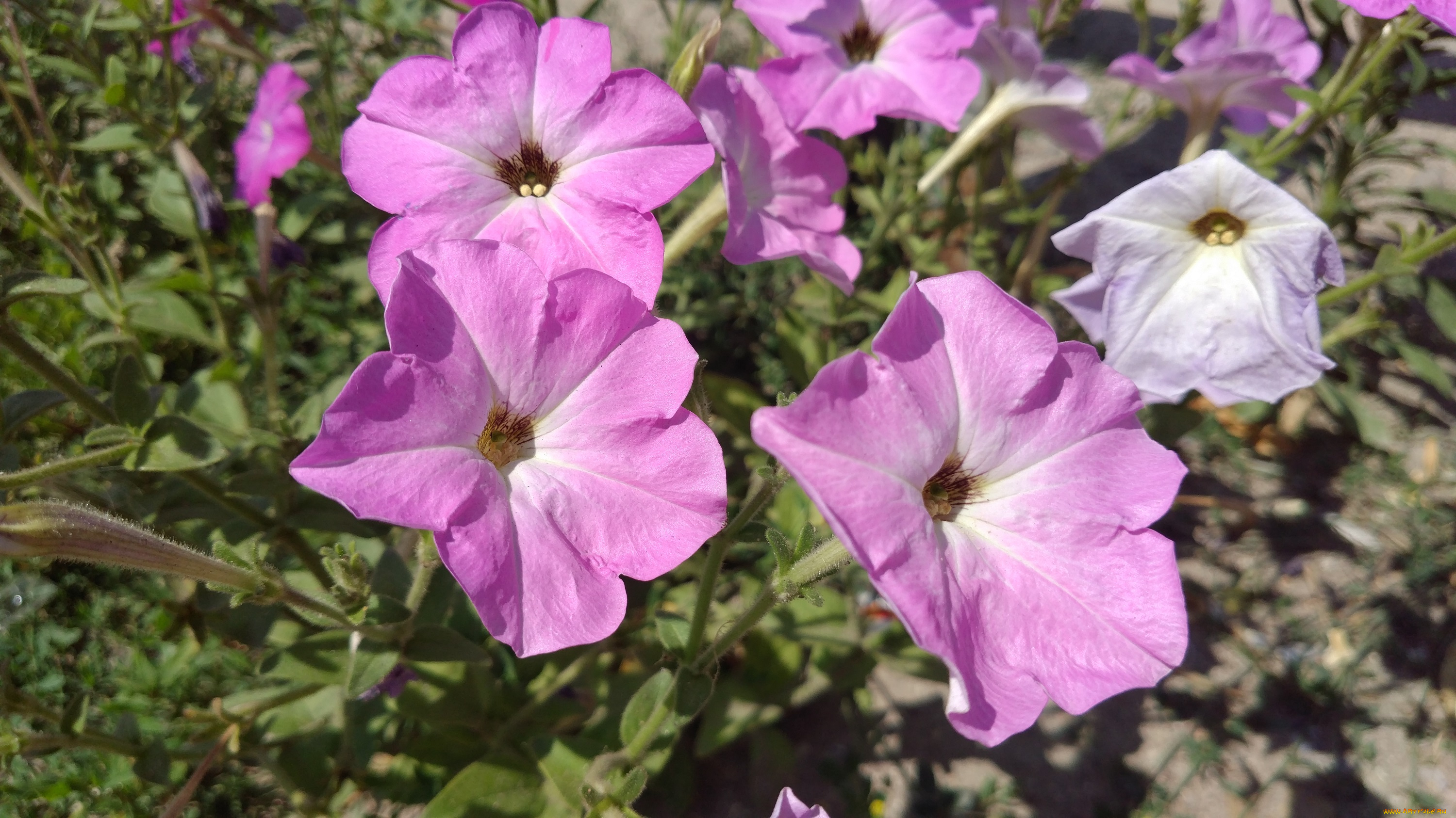 цветы, петунии, , калибрахоа, петуния