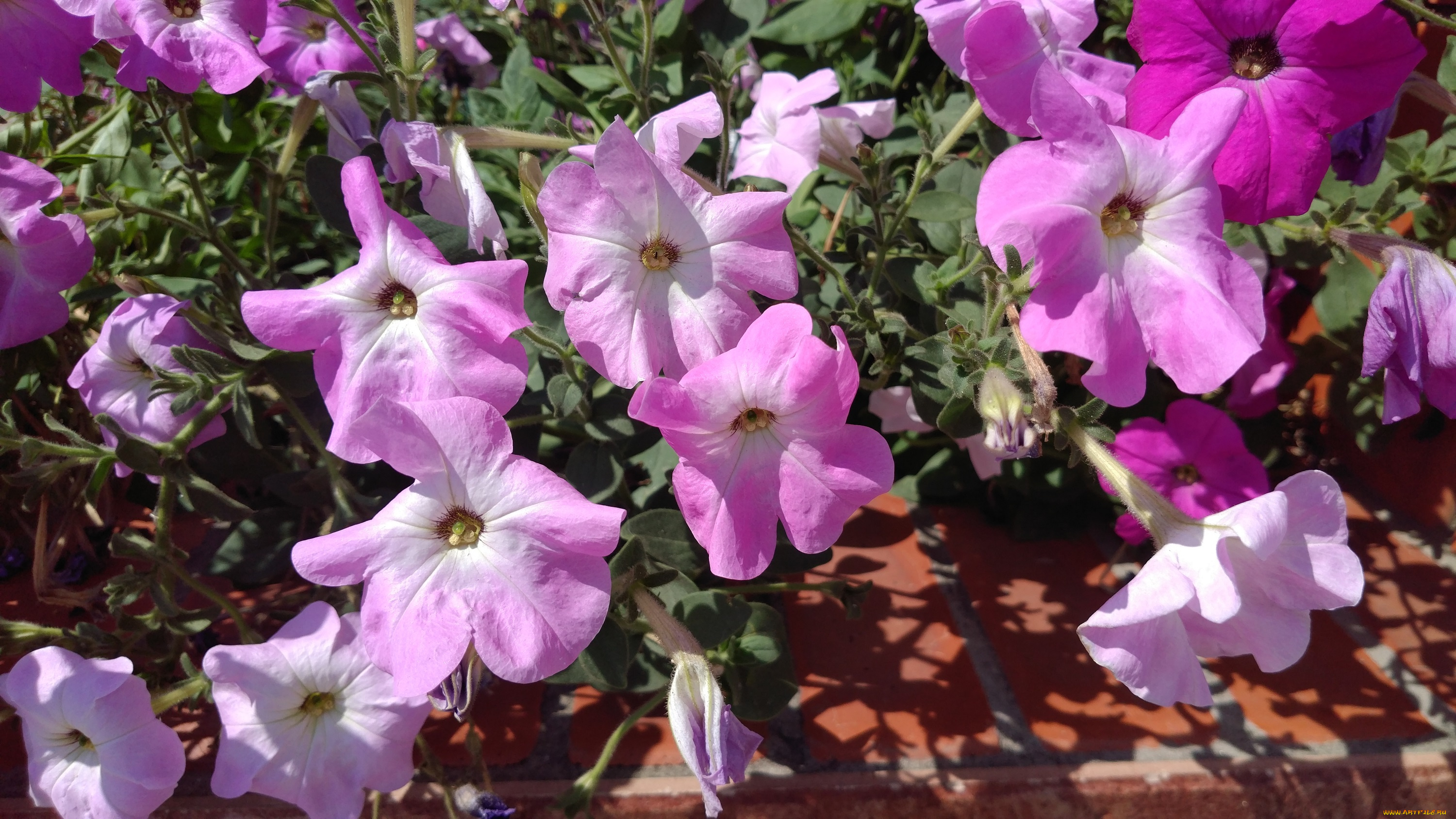 цветы, петунии, , калибрахоа, петуния