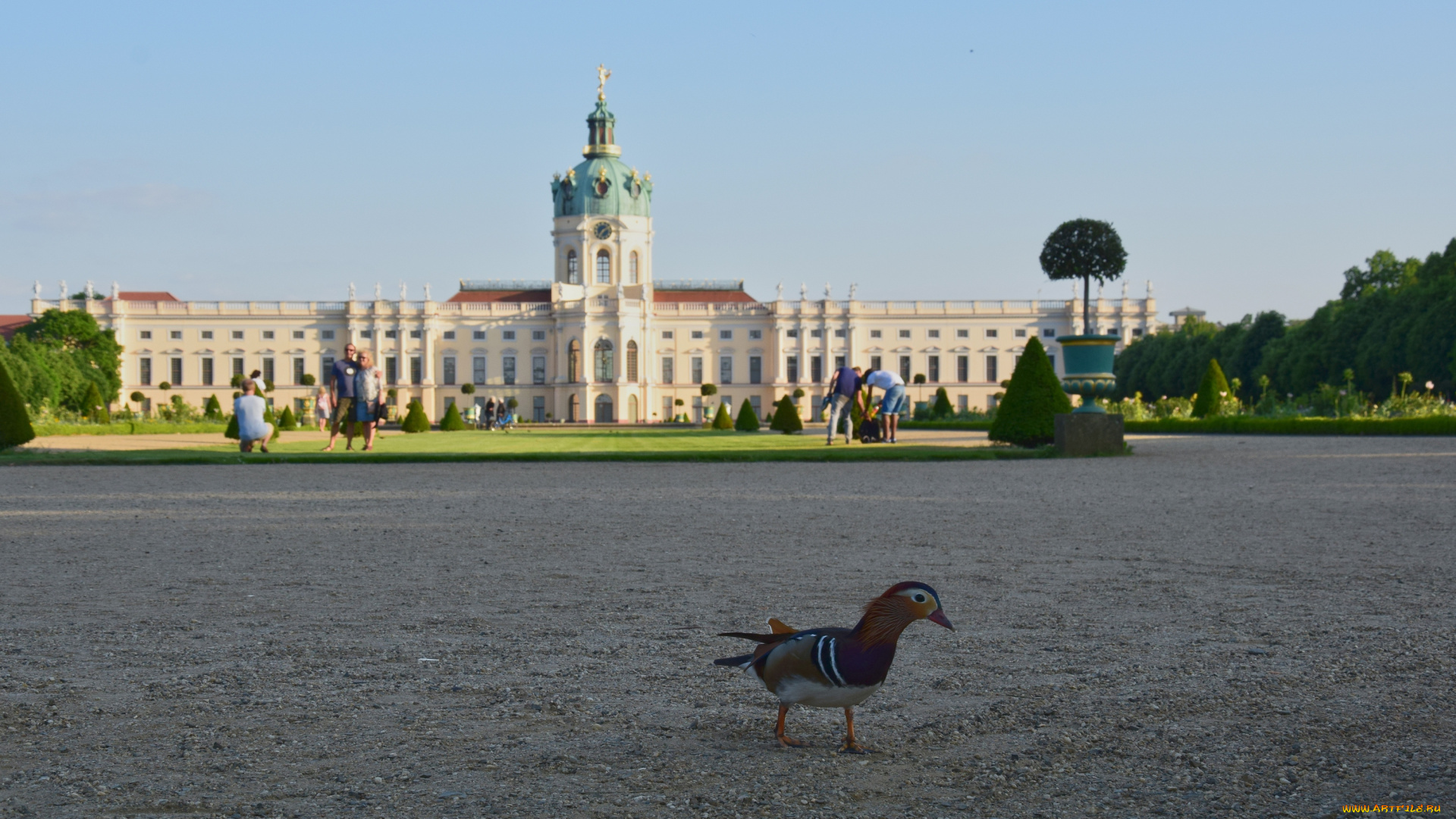берлин, животные, утки, мандаринка, дворец, парк