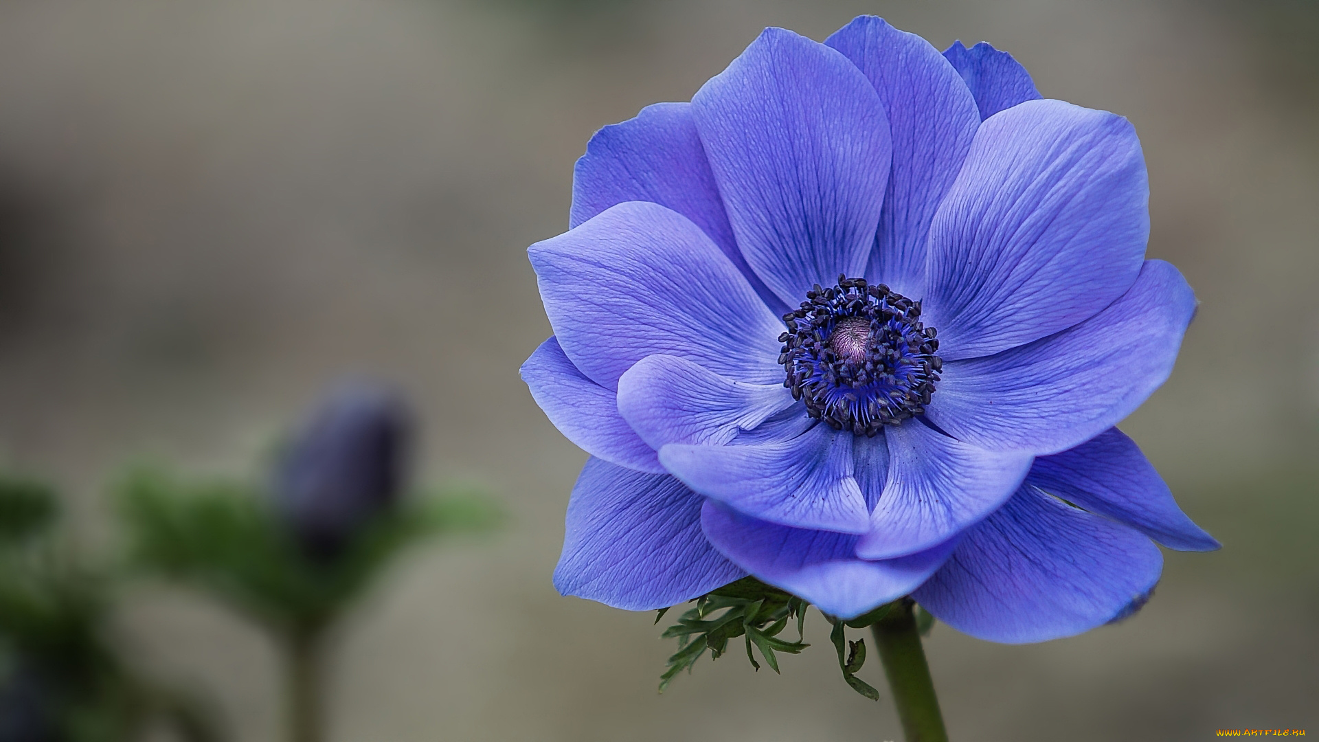 цветы, анемоны, , сон-трава, синий