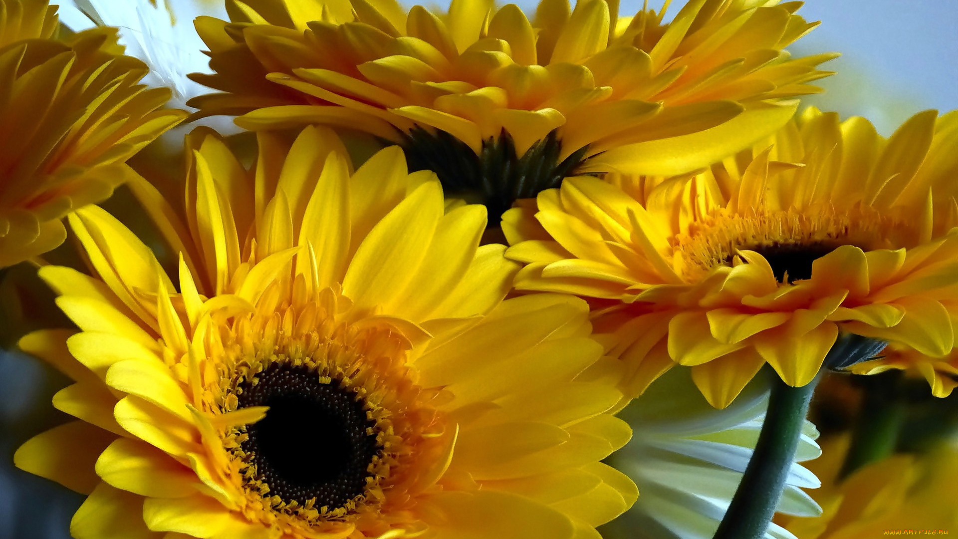 цветы, герберы, желтый