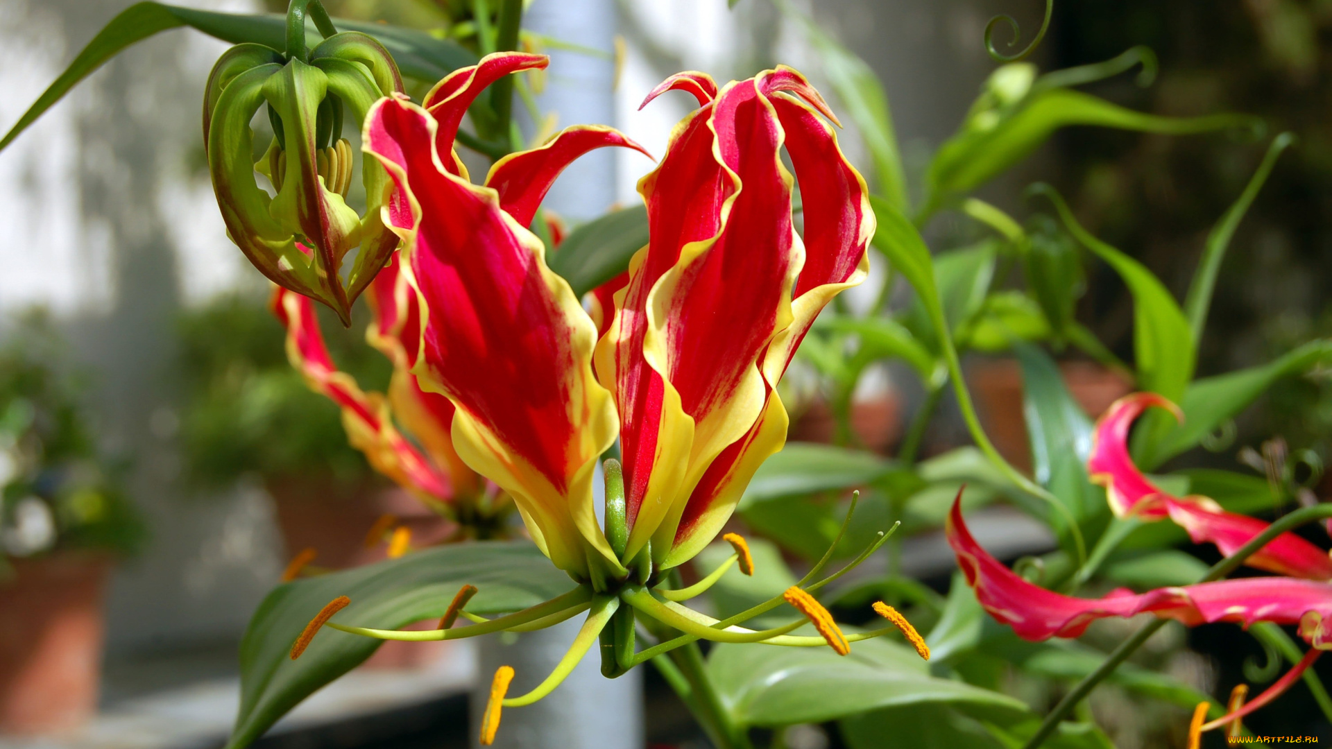 цветы, глориоза, экзотика
