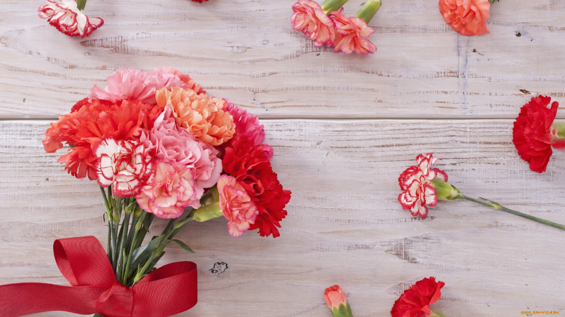 цветы, гвоздики, букет, гвоздика, бант