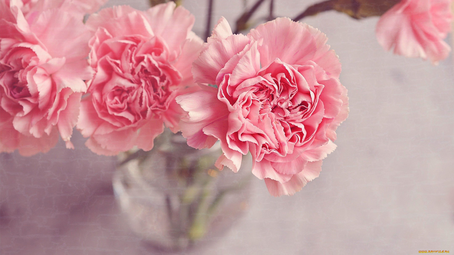 цветы, гвоздики, розовый