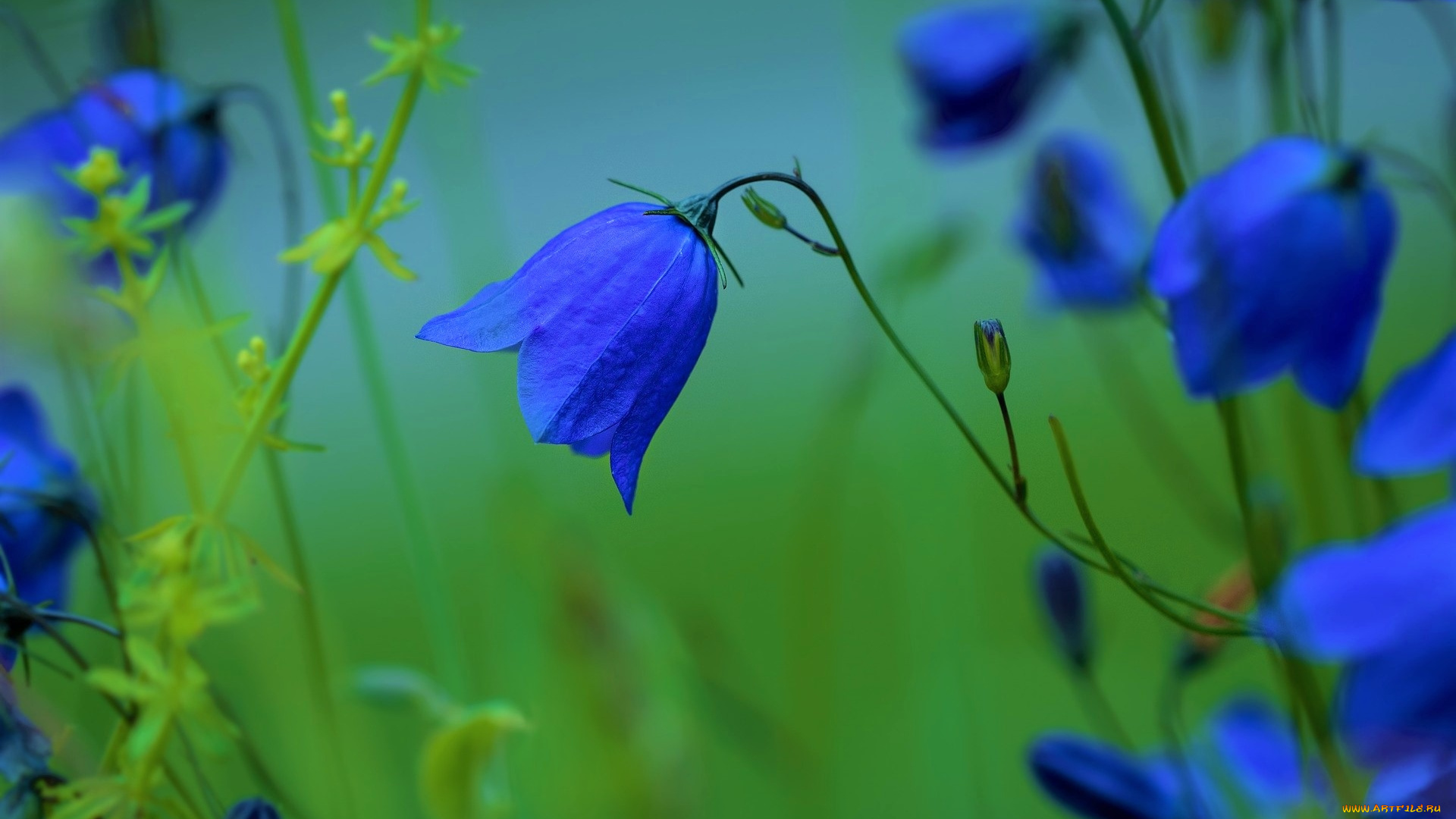 цветы, колокольчики, синий