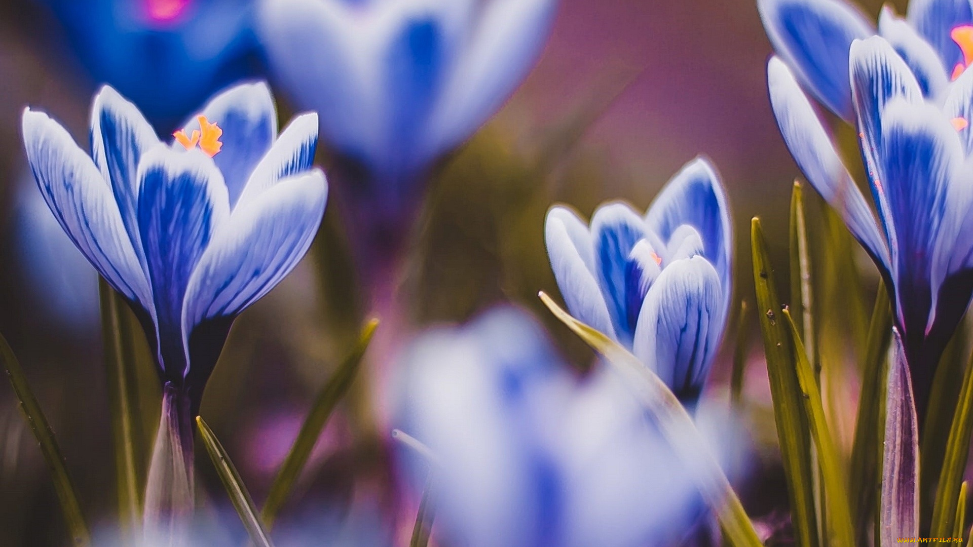 цветы, крокусы, листья, блики, сине-белые
