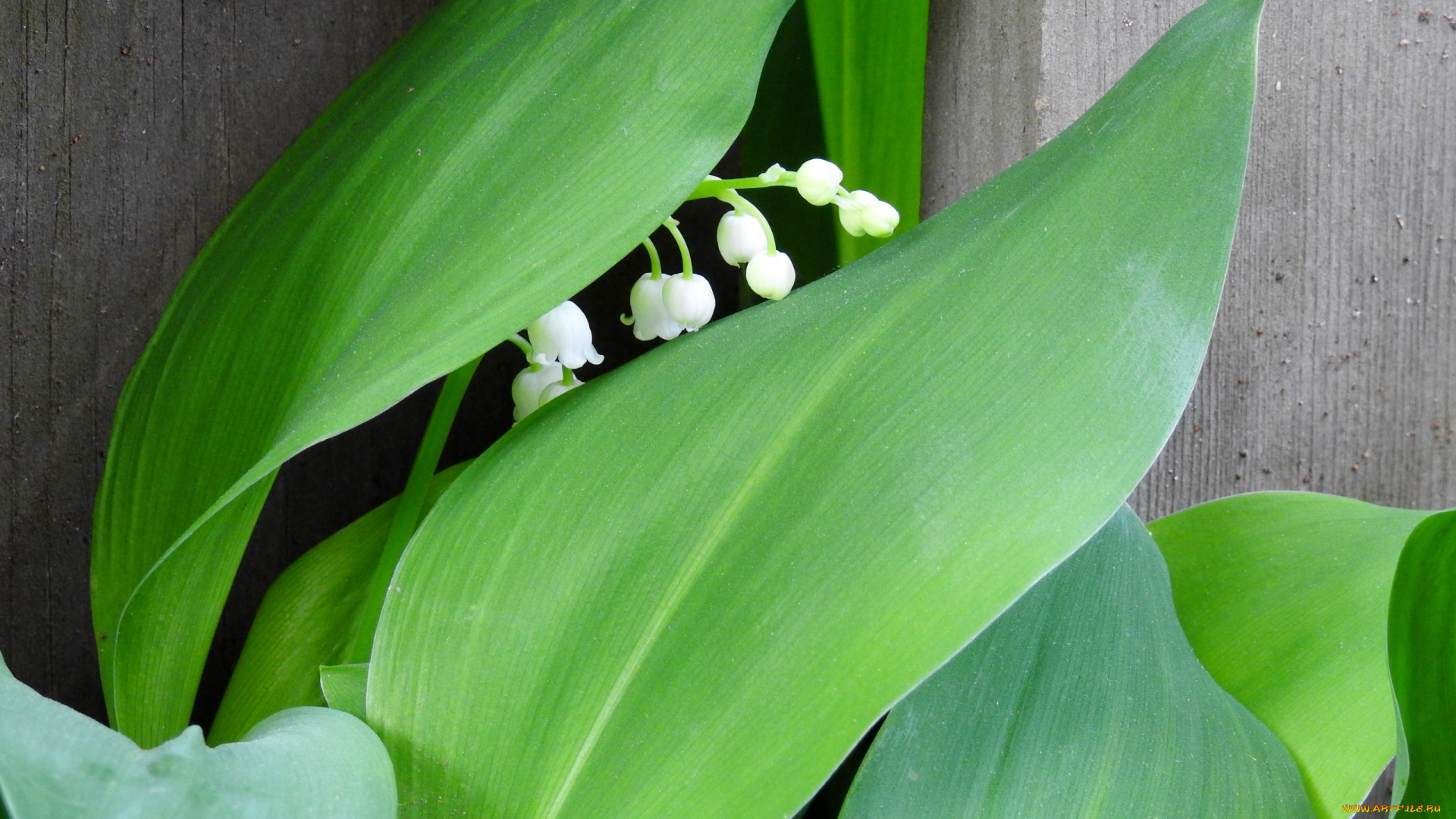 цветы, ландыши, белый