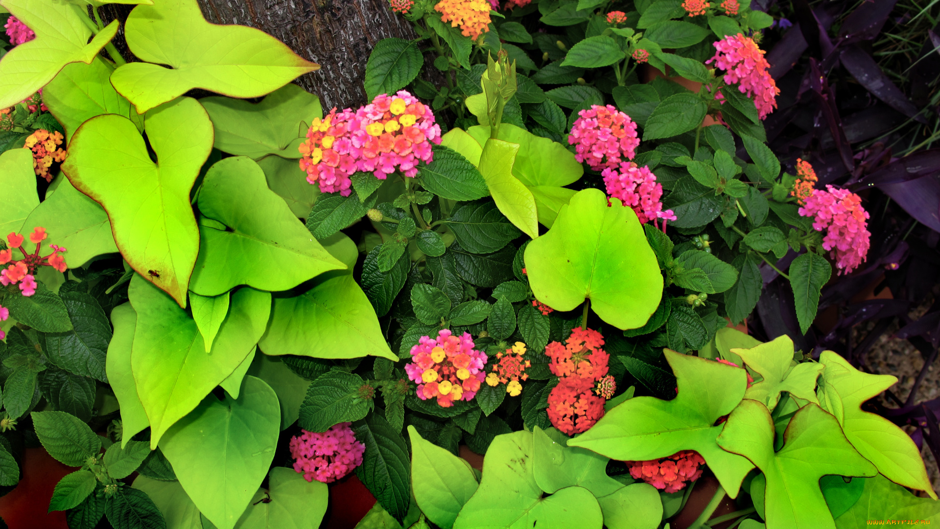 цветы, лантана, розовые, pink, flowers, зелёные, листья, green, leaves